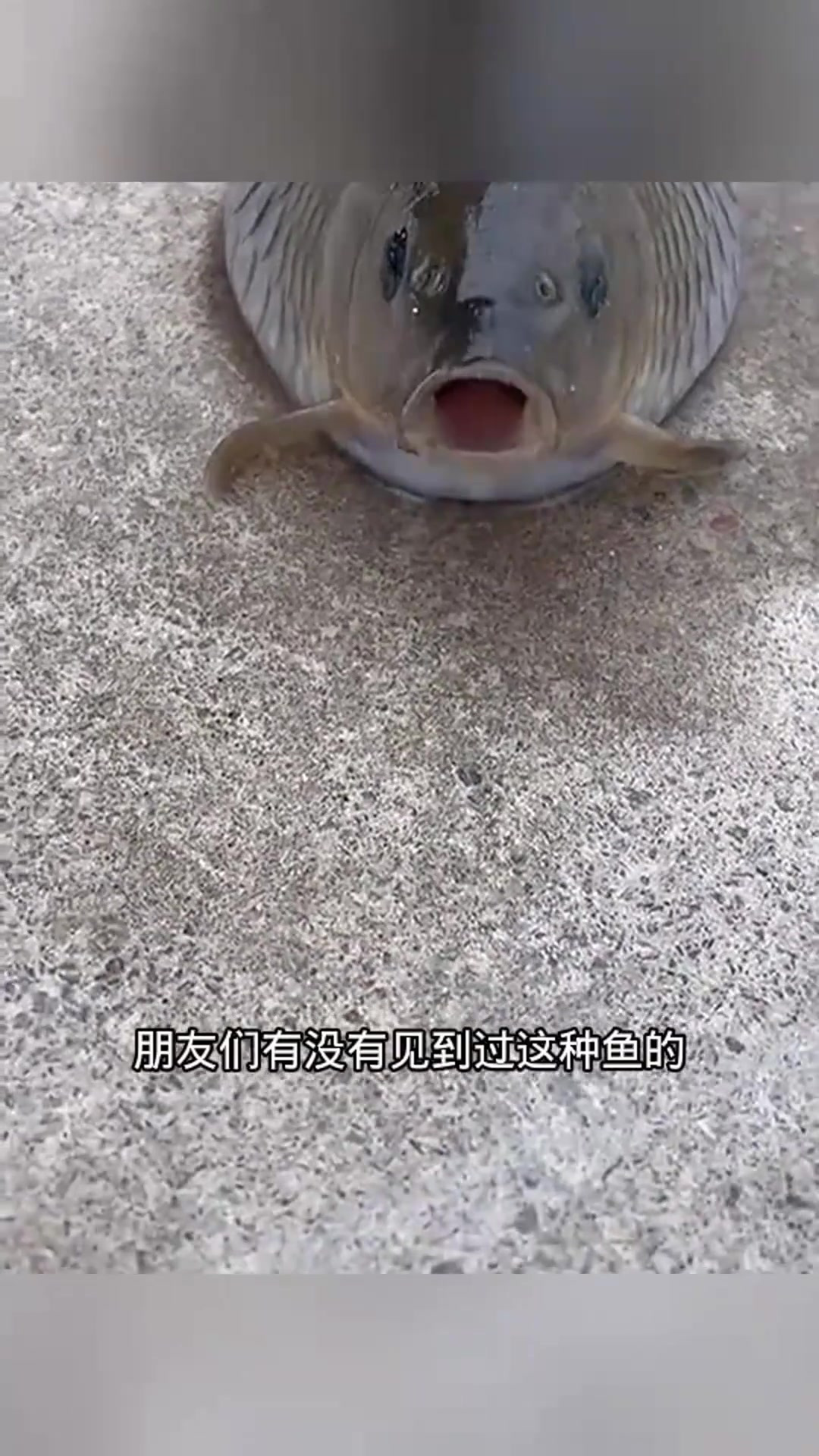 路边奇遇:小头大肚鱼的搞笑发现,大家见过吗?