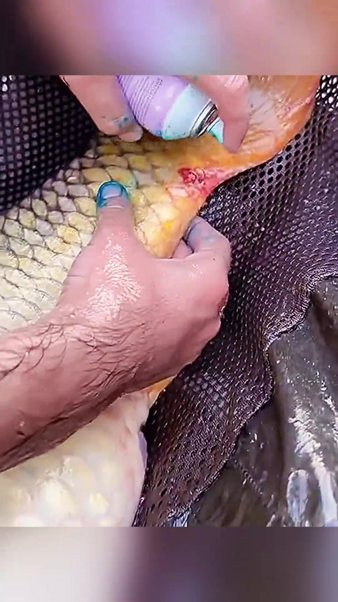 鱼患口腔溃疡,医生谨慎施药,三天避免水,喂水方案成焦点