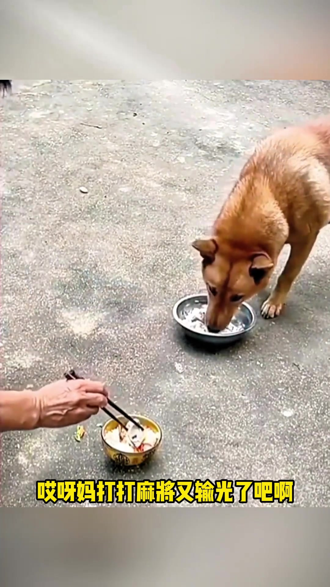 打麻将输了还抢狗哥肉,幽默生活温情满满的对话