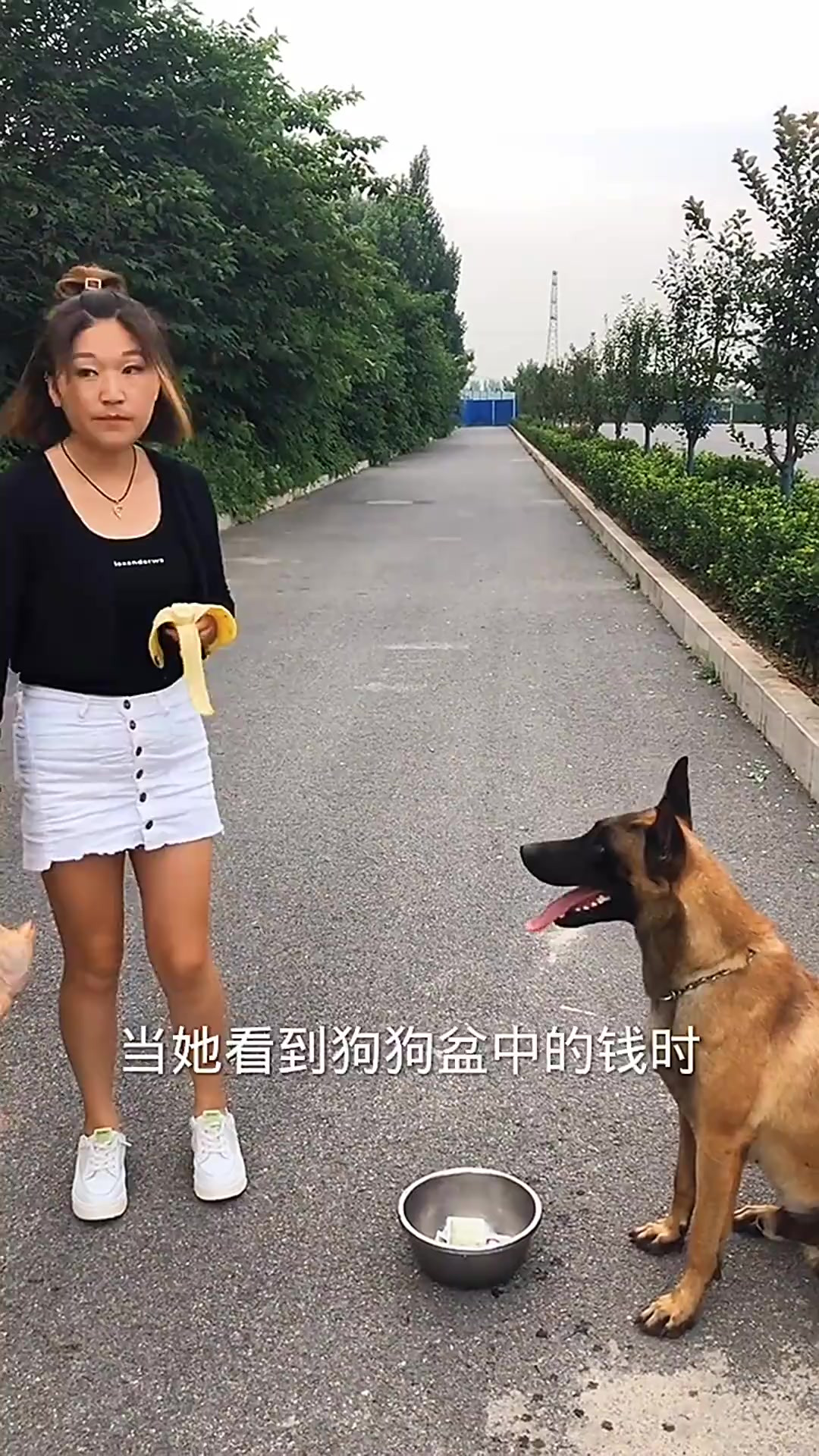 女子偷狗钱被香蕉皮绊倒,鸡飞狗跳一幕引人发笑