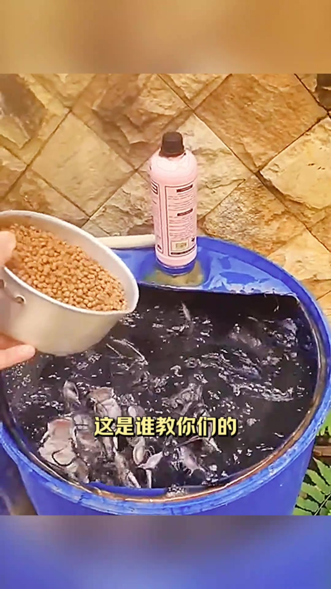 小塑料桶里的惊人“鱼宴”,养鱼竟然能这样!