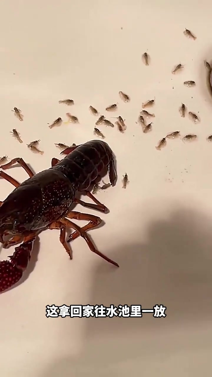 路边买的小龙虾意外生崽,这让我该咋办呢?