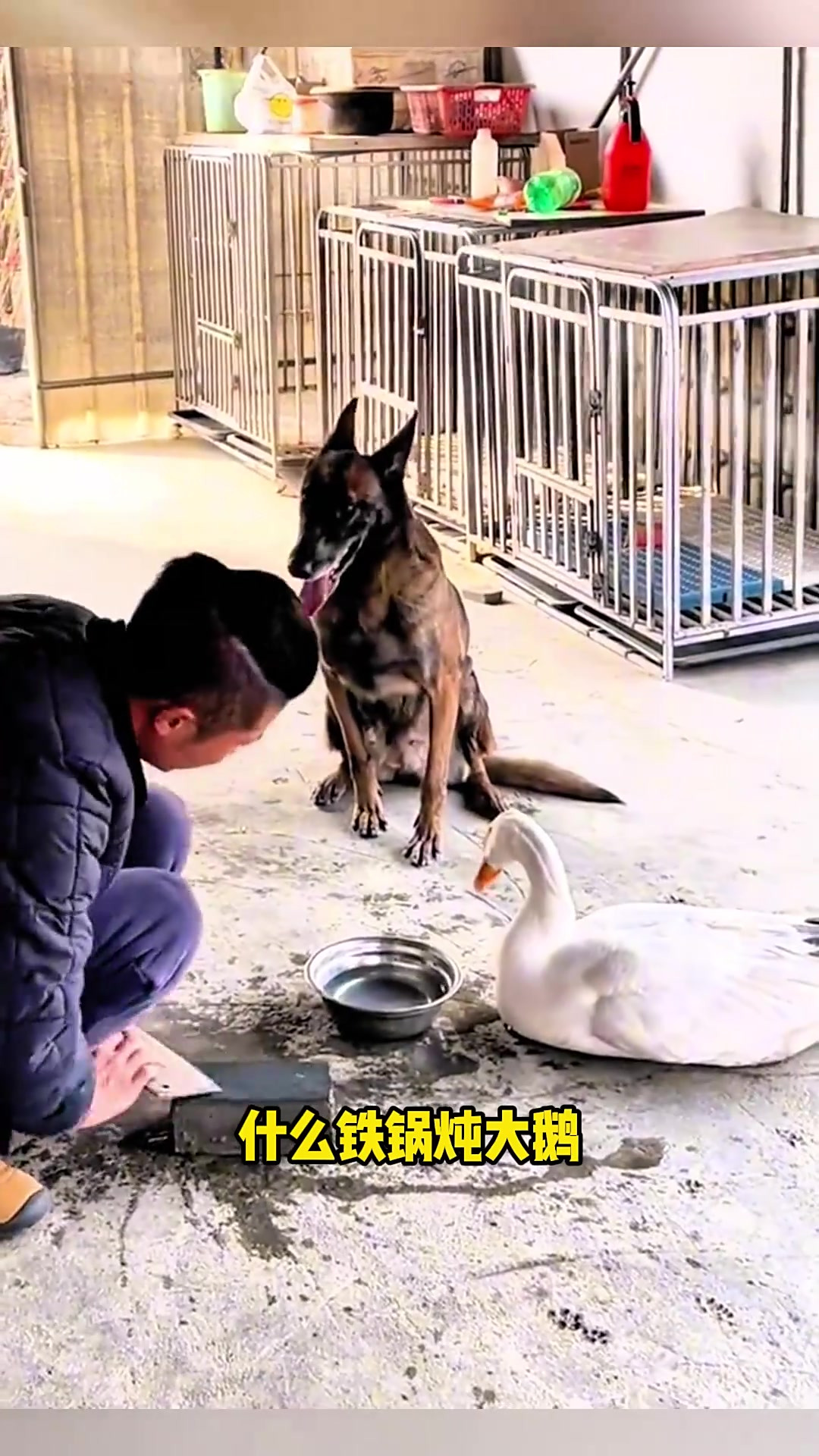 《鹅鹅的命运与美食:一场关于铁锅炖大鹅的搞笑故事》