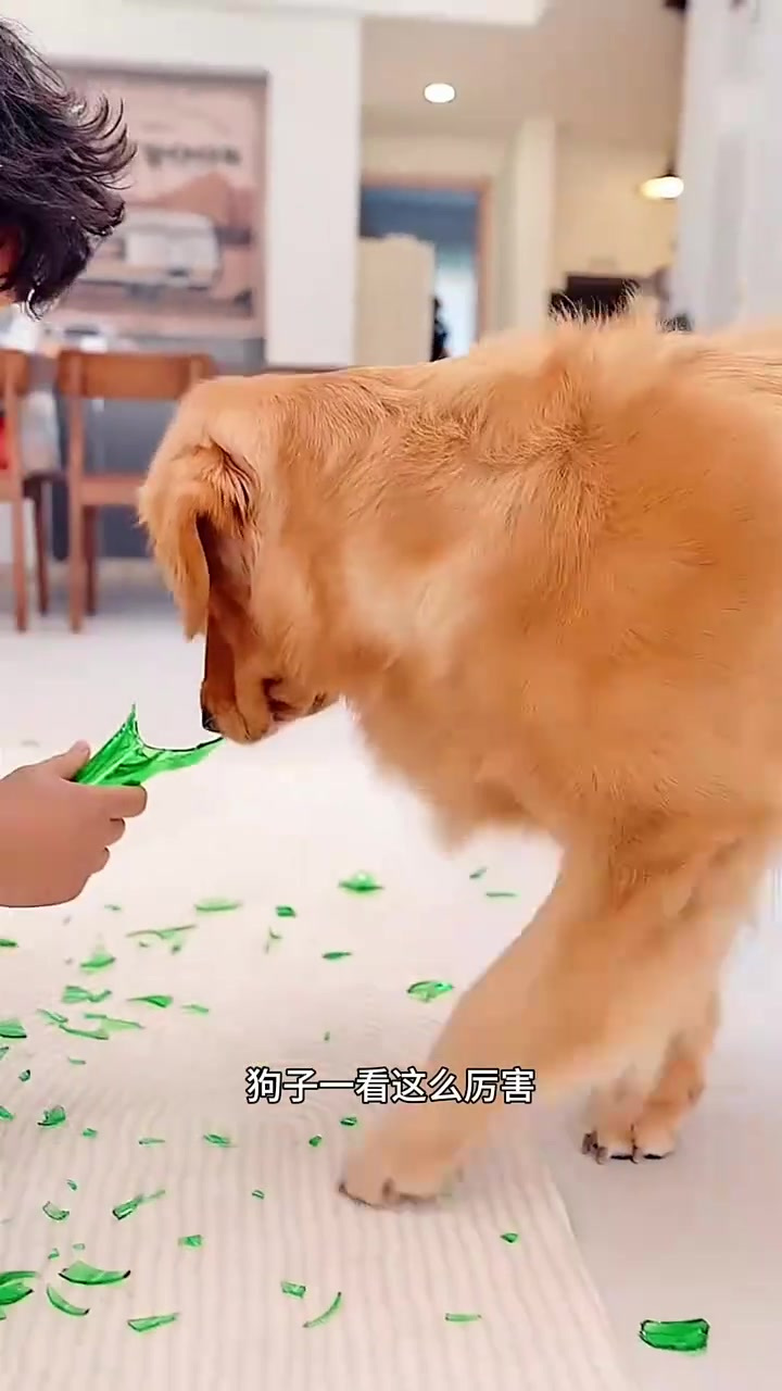 聪明狗狗识破主人的把戏,亲自带来真实酒瓶反击