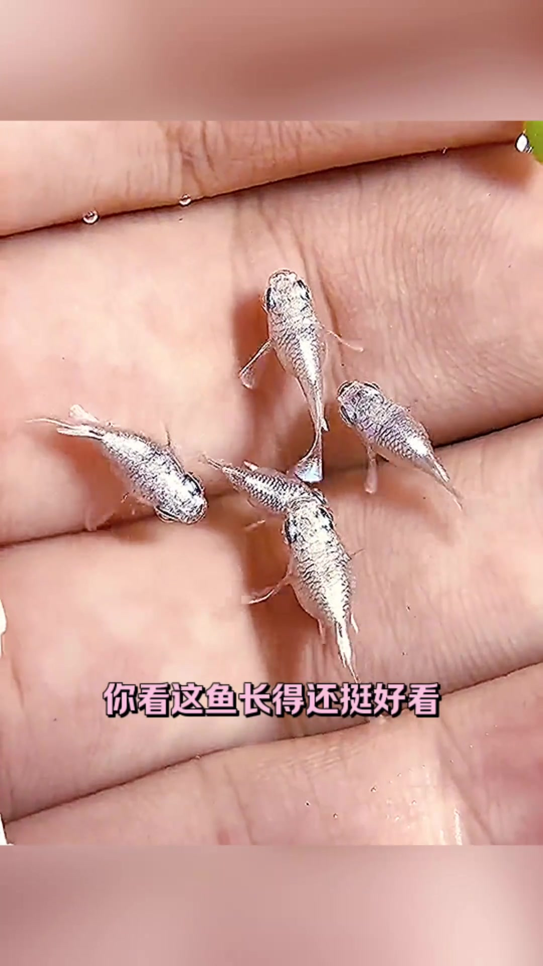 神秘银色小鱼,颜值高却长不大,aquarium爱好者必看!
