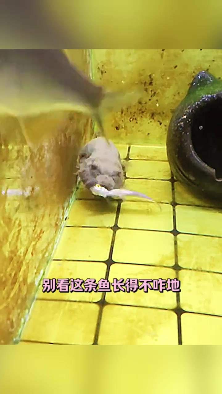 这条鱼的独特外形与大吃小鱼的性格,引人深思!