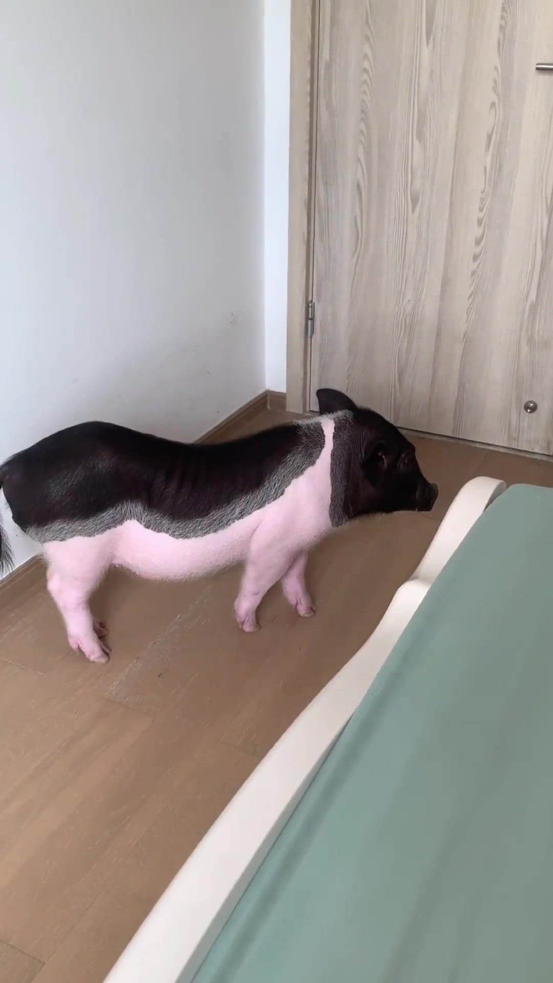 “足球赛前的搞笑竞猜与意外事件,海鲜拌面为赌注”