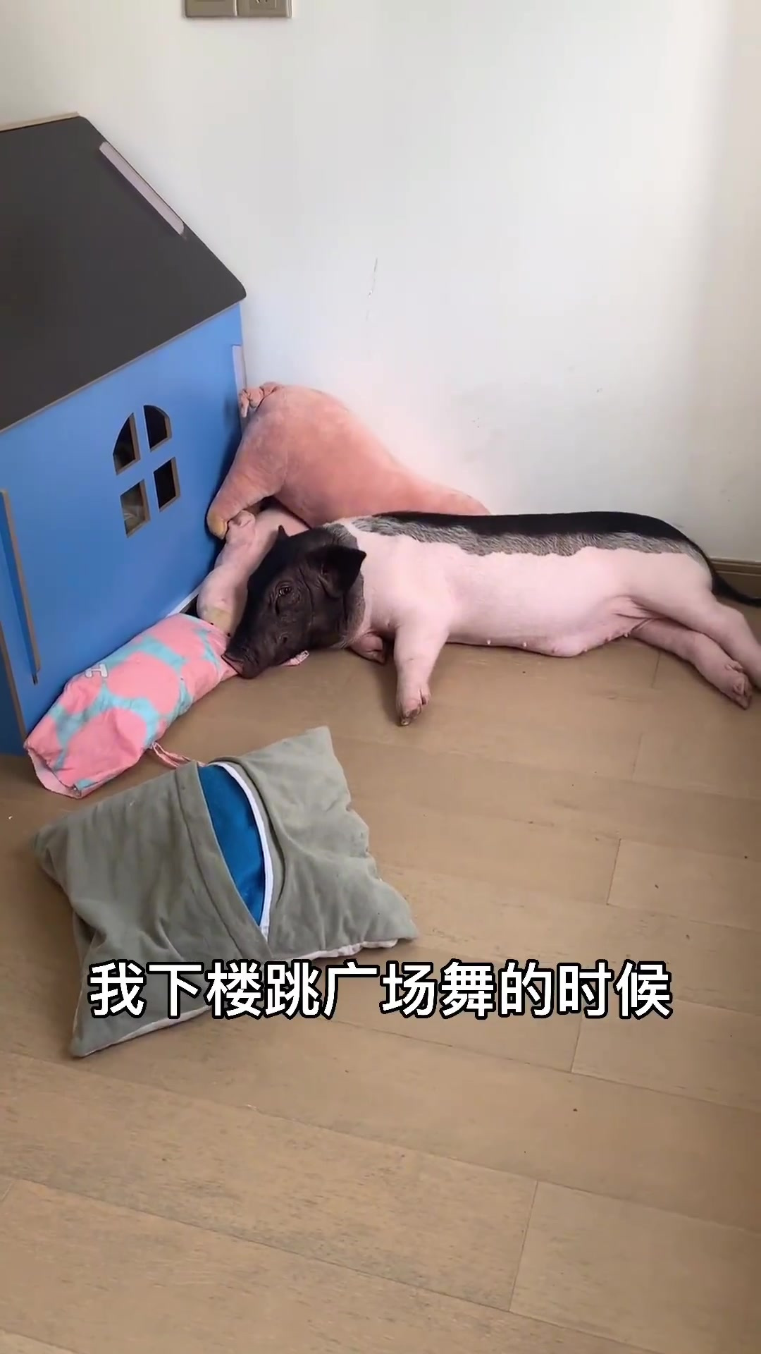 躺平青年与大黄狗的搞笑故事,揭秘肉类名称带来的欢笑与道歉
