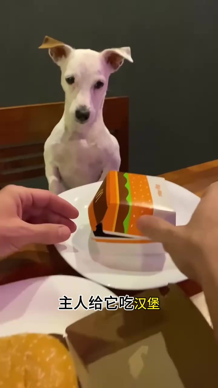 小狗吃汉堡喜极而泣,快乐与失落交织的搞笑瞬间