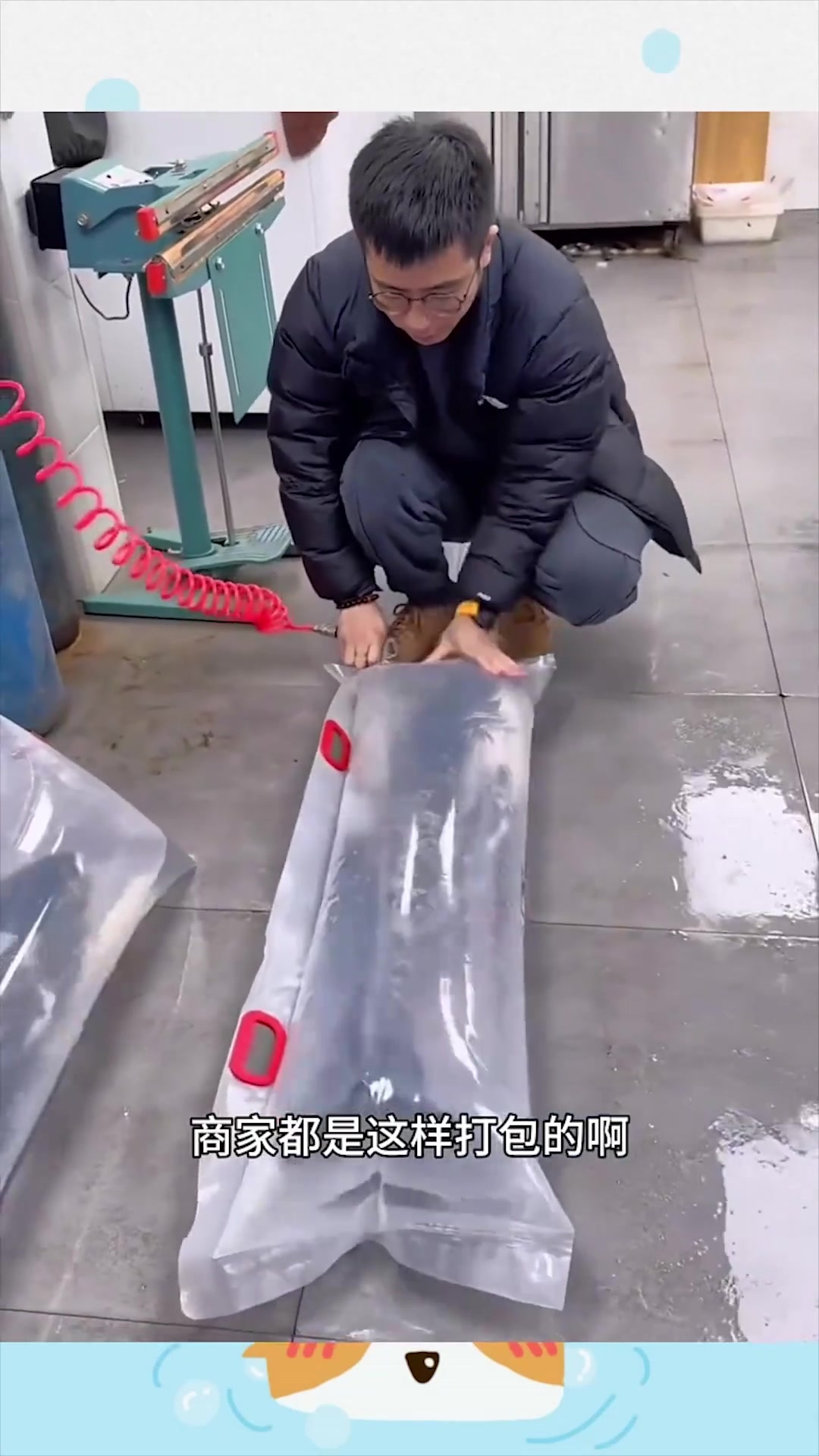 网上购买活鱼的惊人包装方式:简单打包却能保持活力!
