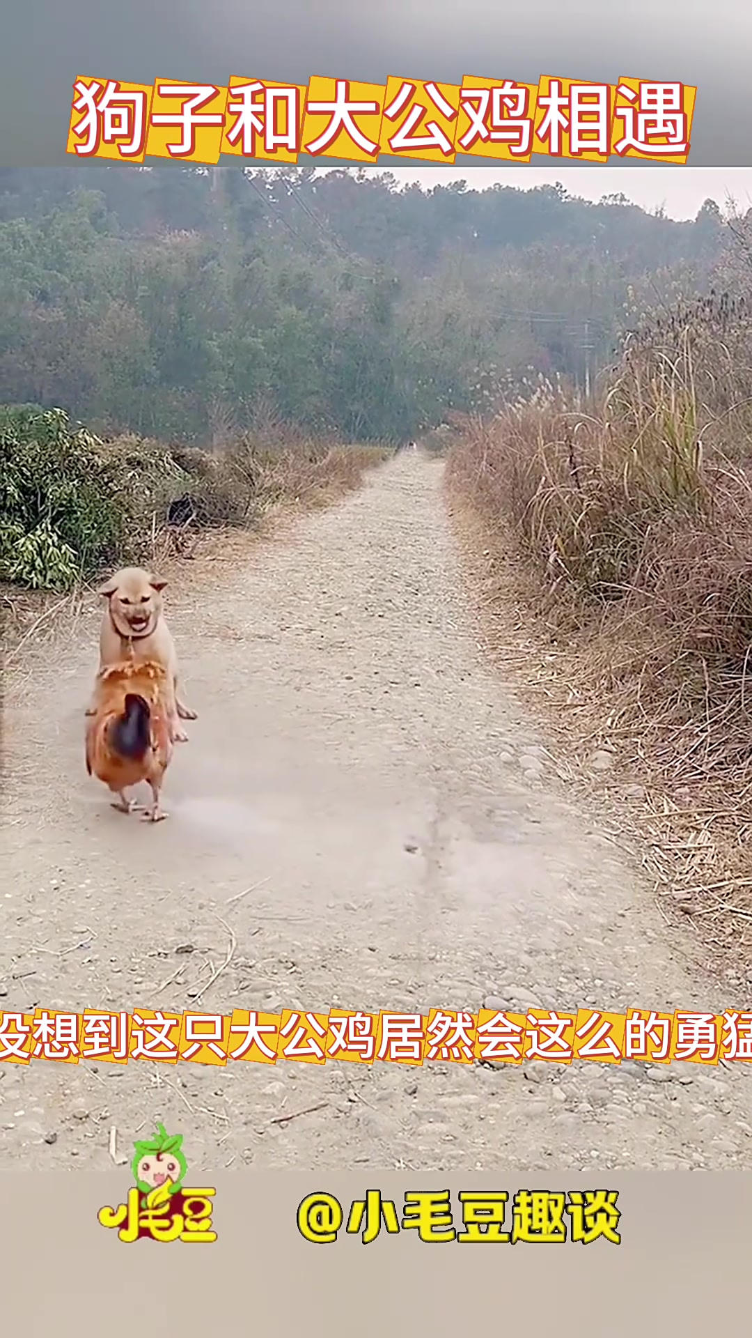 狗子和大公鸡相遇,结局意想不到