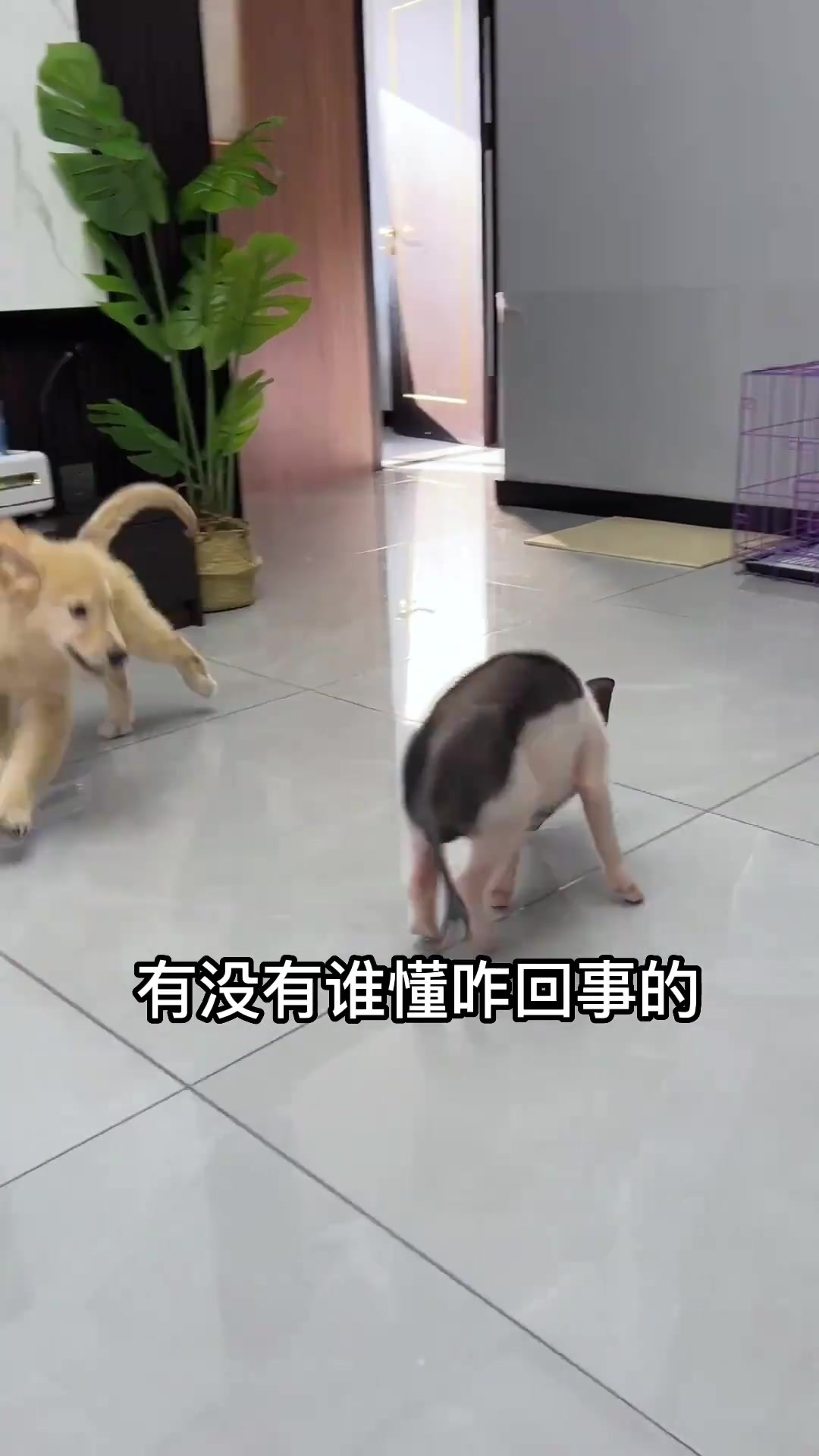 为何这俩天天打架?寻找解决方案与和平相处的方法
