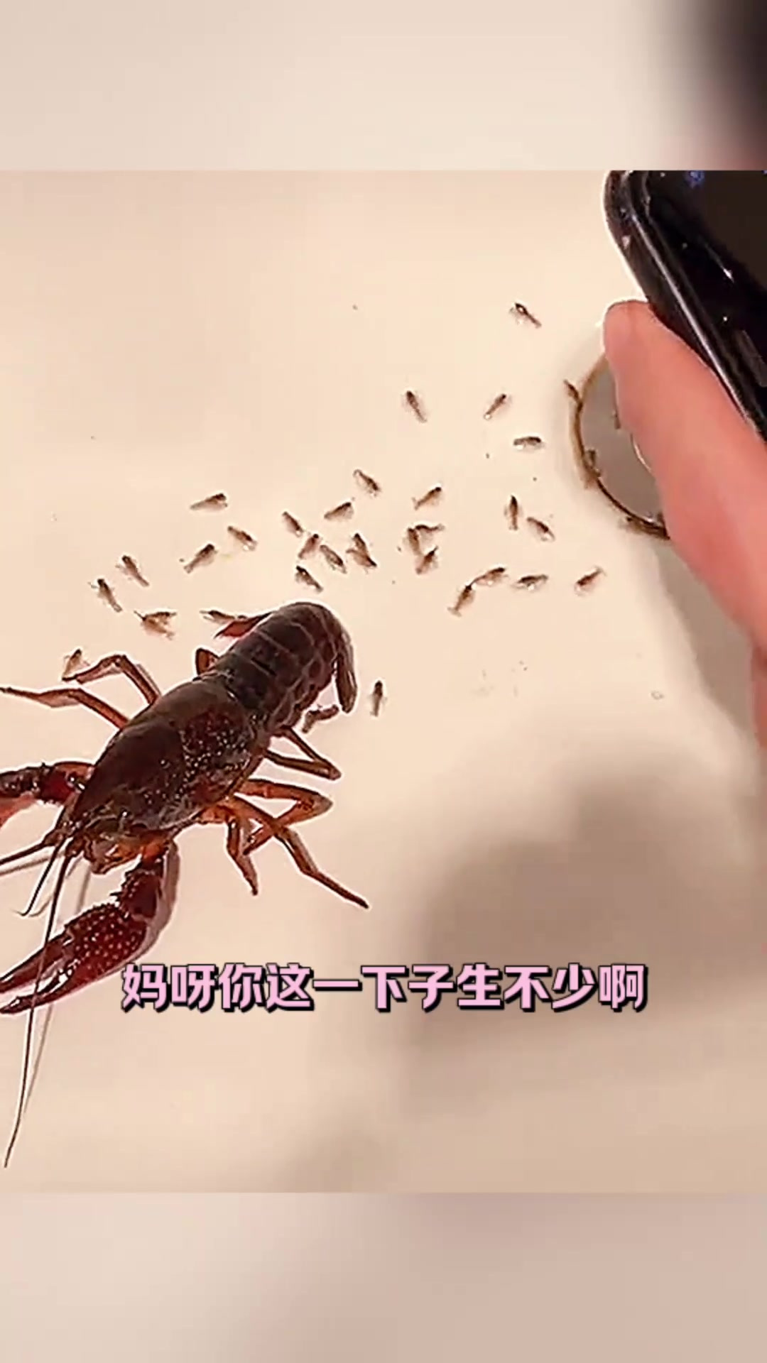 “龙虾意外生宝宝,究竟是清蒸还是红烧更合适?”