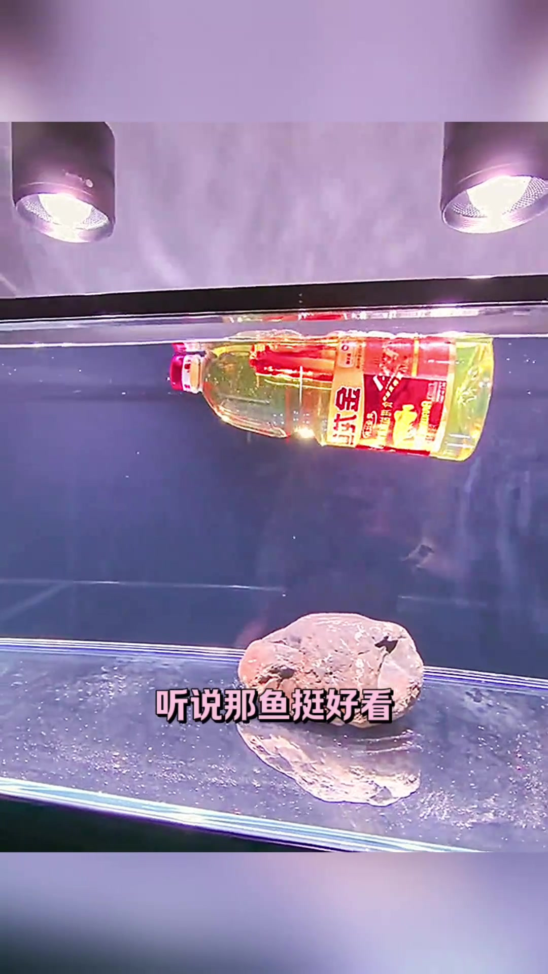 金龙鱼价格惊人,鱼缸计划变动,勉强寻常金龙鱼替代