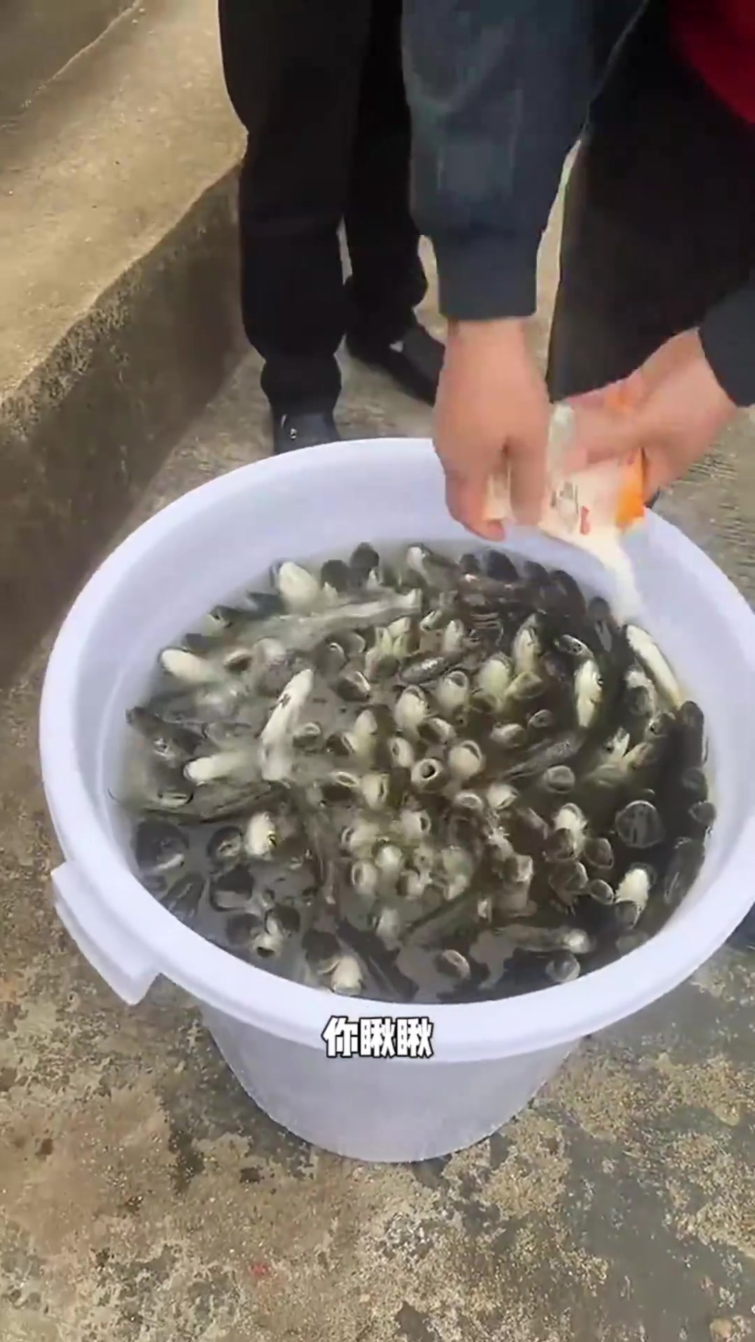 惊呆了!为何放生鱼要加盐?真实原因让人哭笑不得!