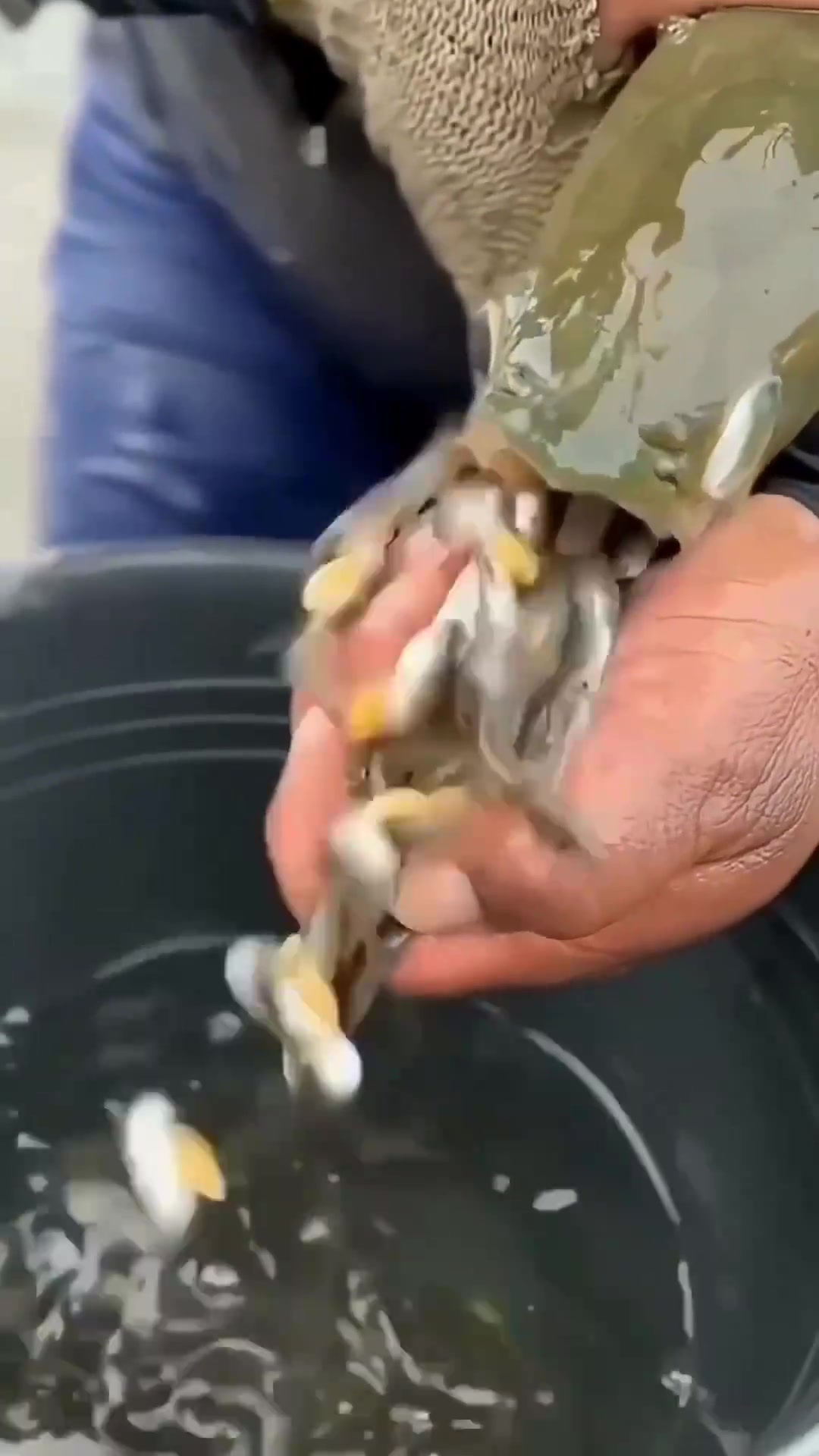 口欲之守护:龙鱼雄鱼保护幼崽的神奇行为与人类的养殖追逐