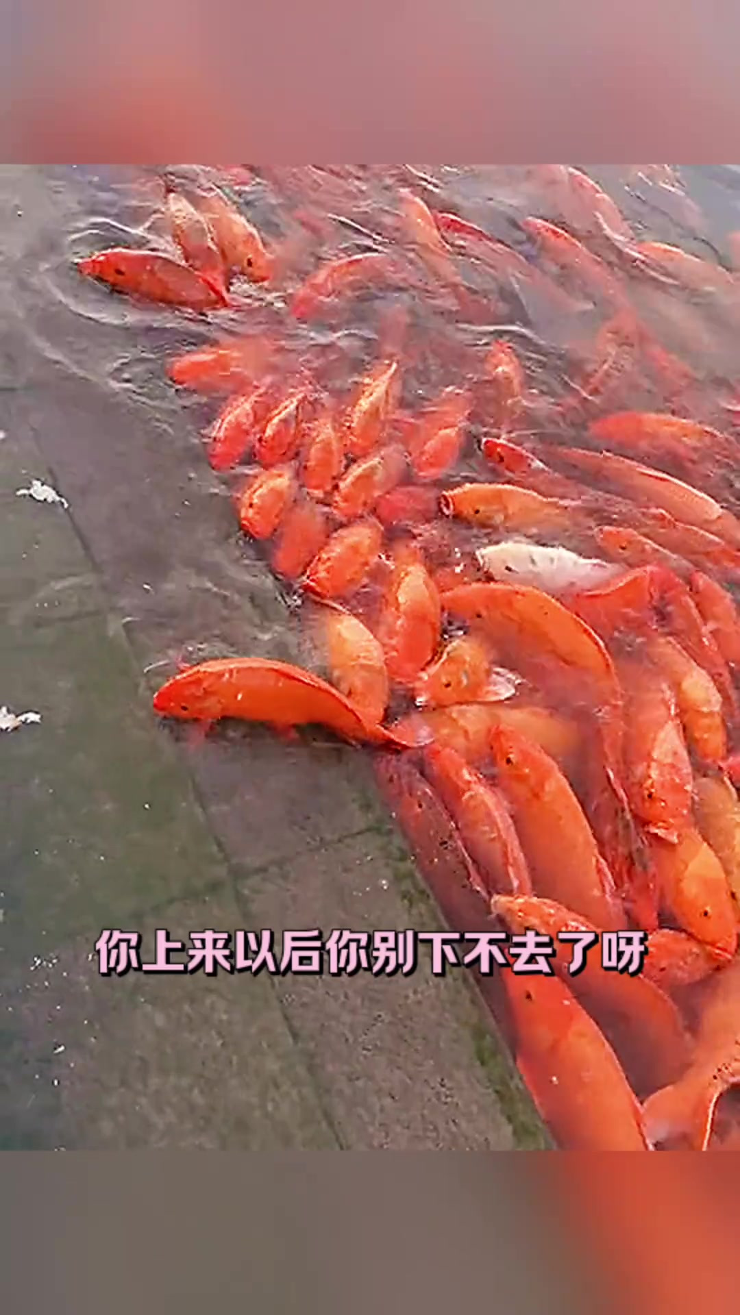 大鲤鱼真是贪吃呀