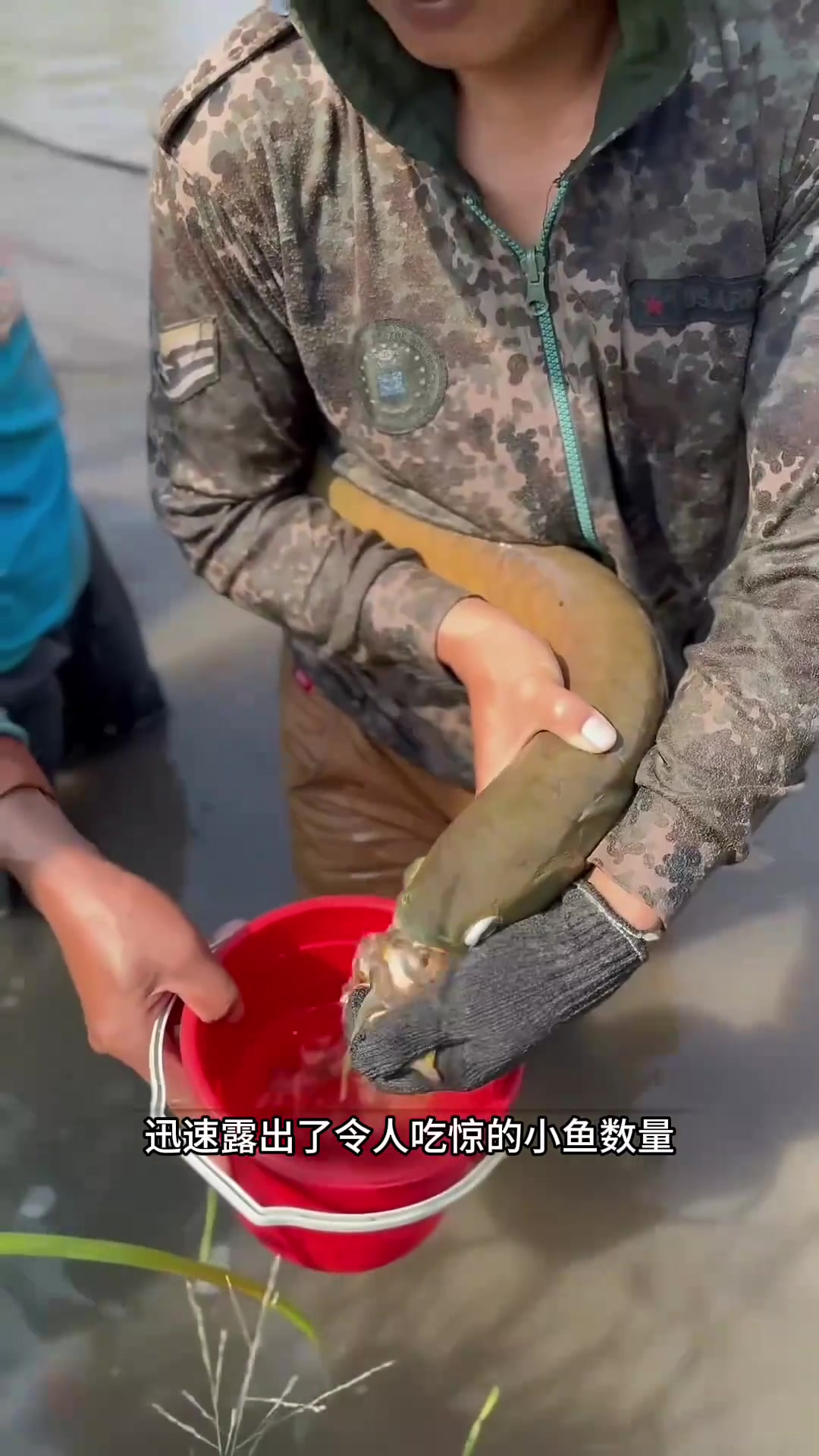 为什么这条鱼嘴里会吐出这么多小鱼