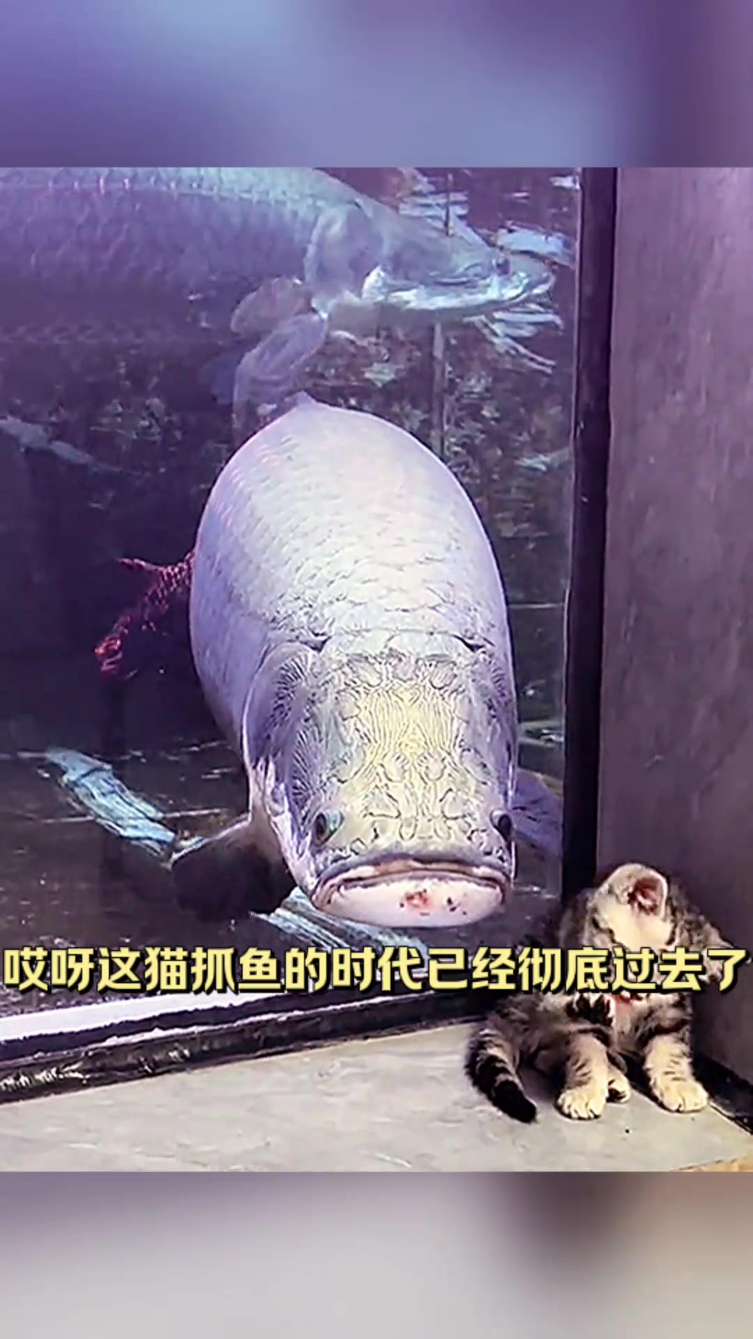 猫咪抓鱼时代已去,小鱼让人怀念与困惑的奇妙时光