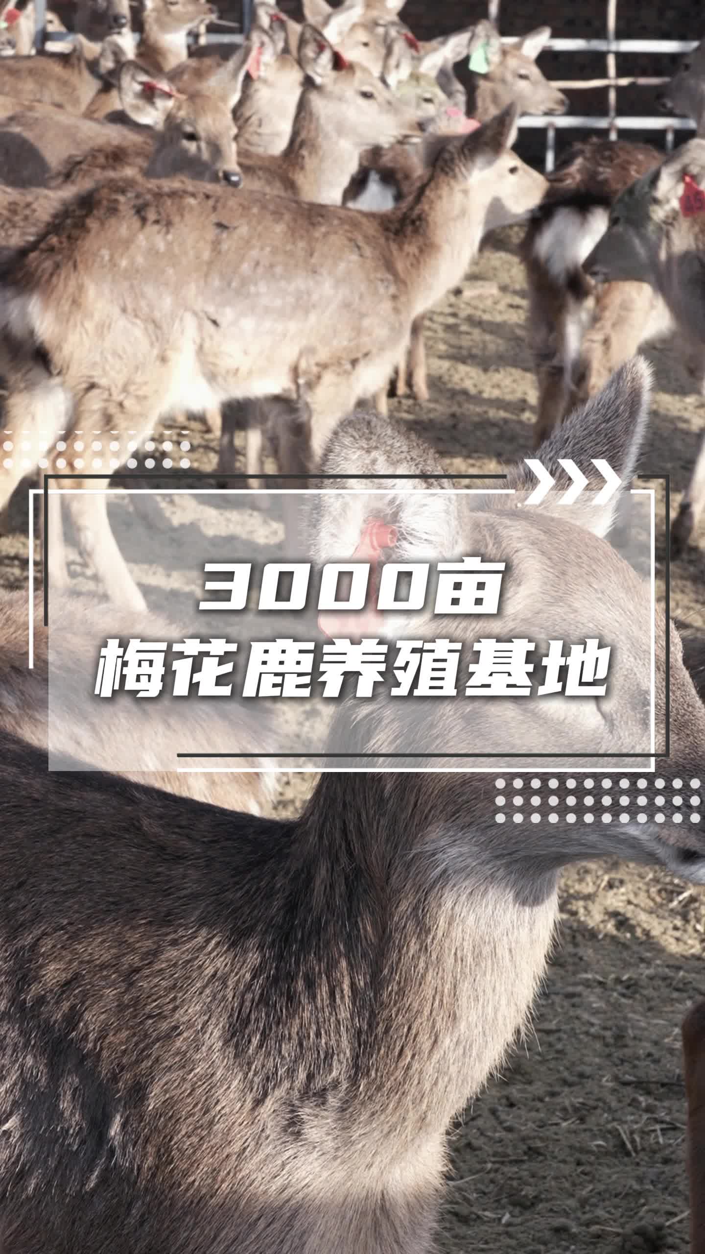 鹿中皇拥有3000亩梅花鹿养殖基地,和酒厂深加工,确保鹿茸酒