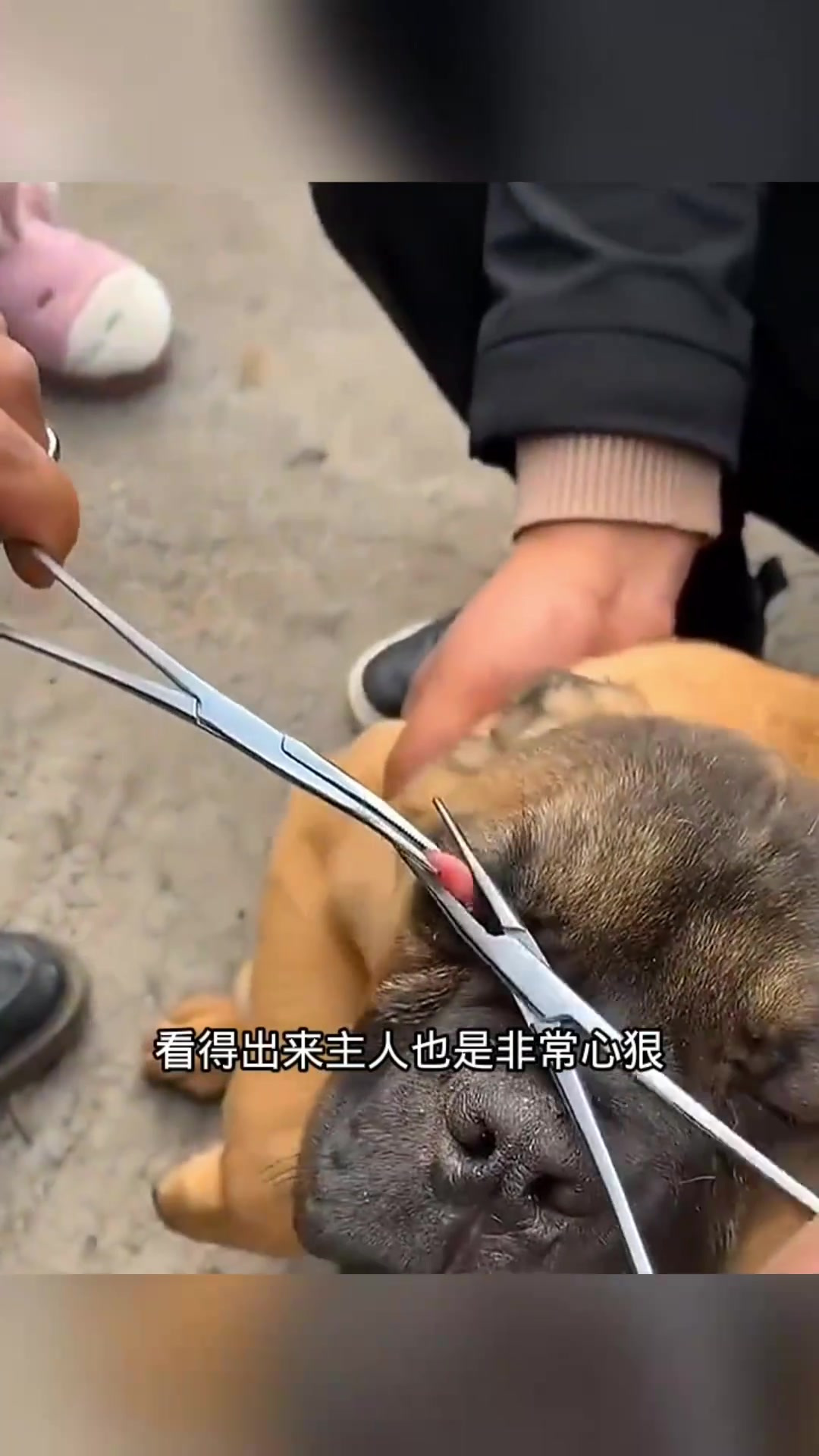 狗狗眼睛肉瘤剪除背后的痛苦与后果思考