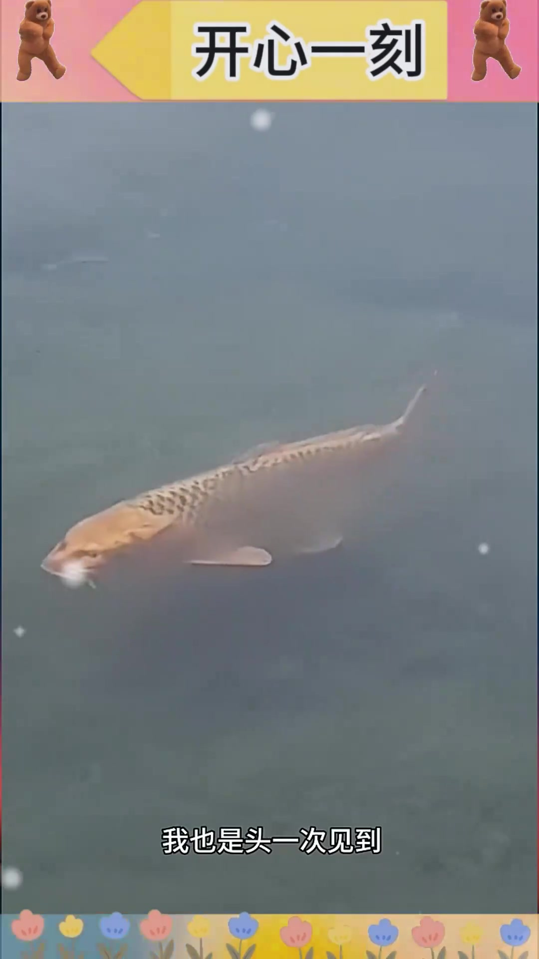 “河边惊现猫脸鱼怪,神秘生物引人关注!”