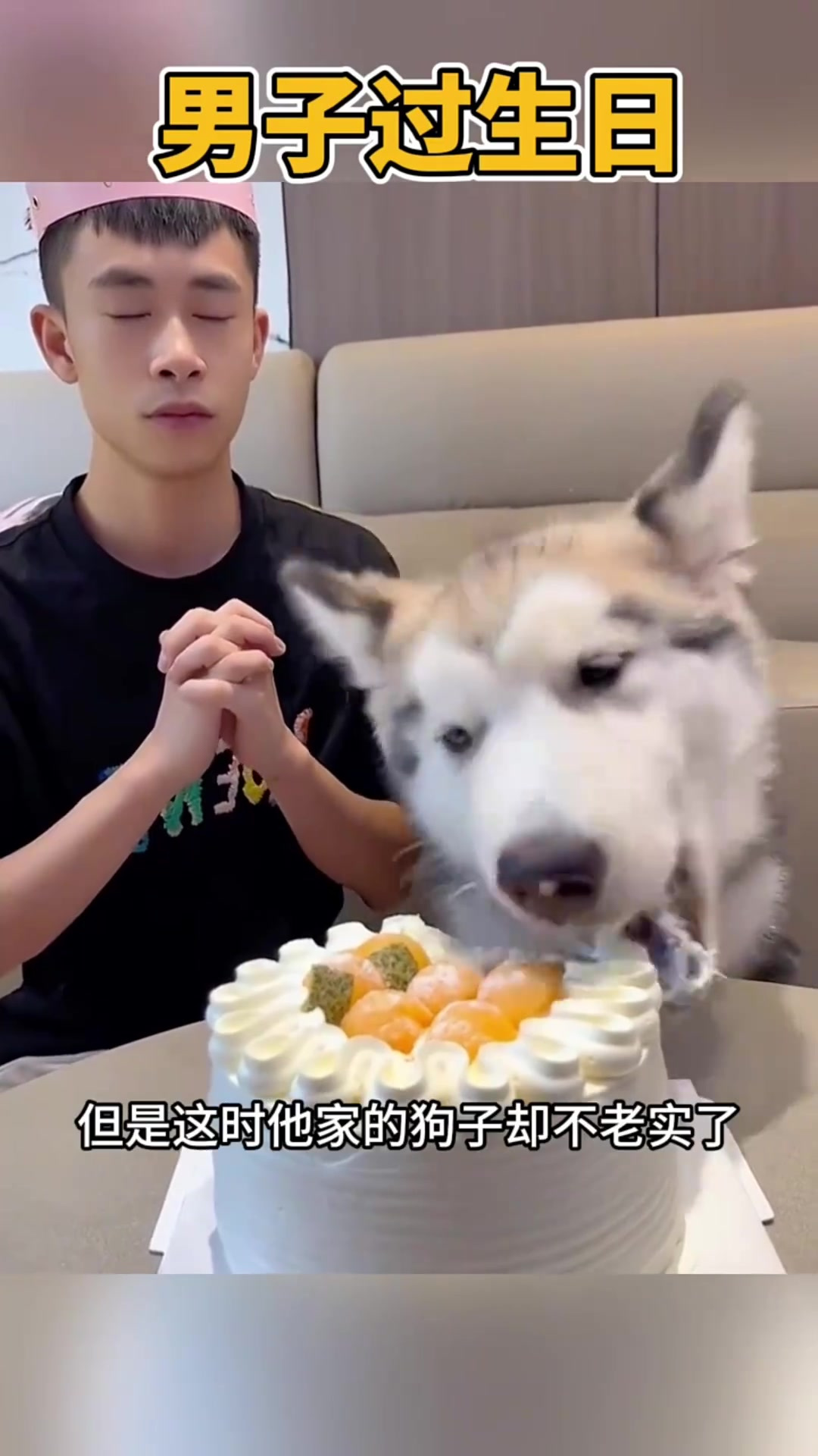 生日愿望与狗子的蛋糕大战:小伙的心愿何去何从?
