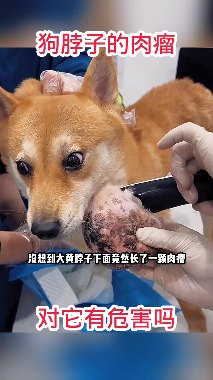狗脖子的肉瘤,对它有危害吗!