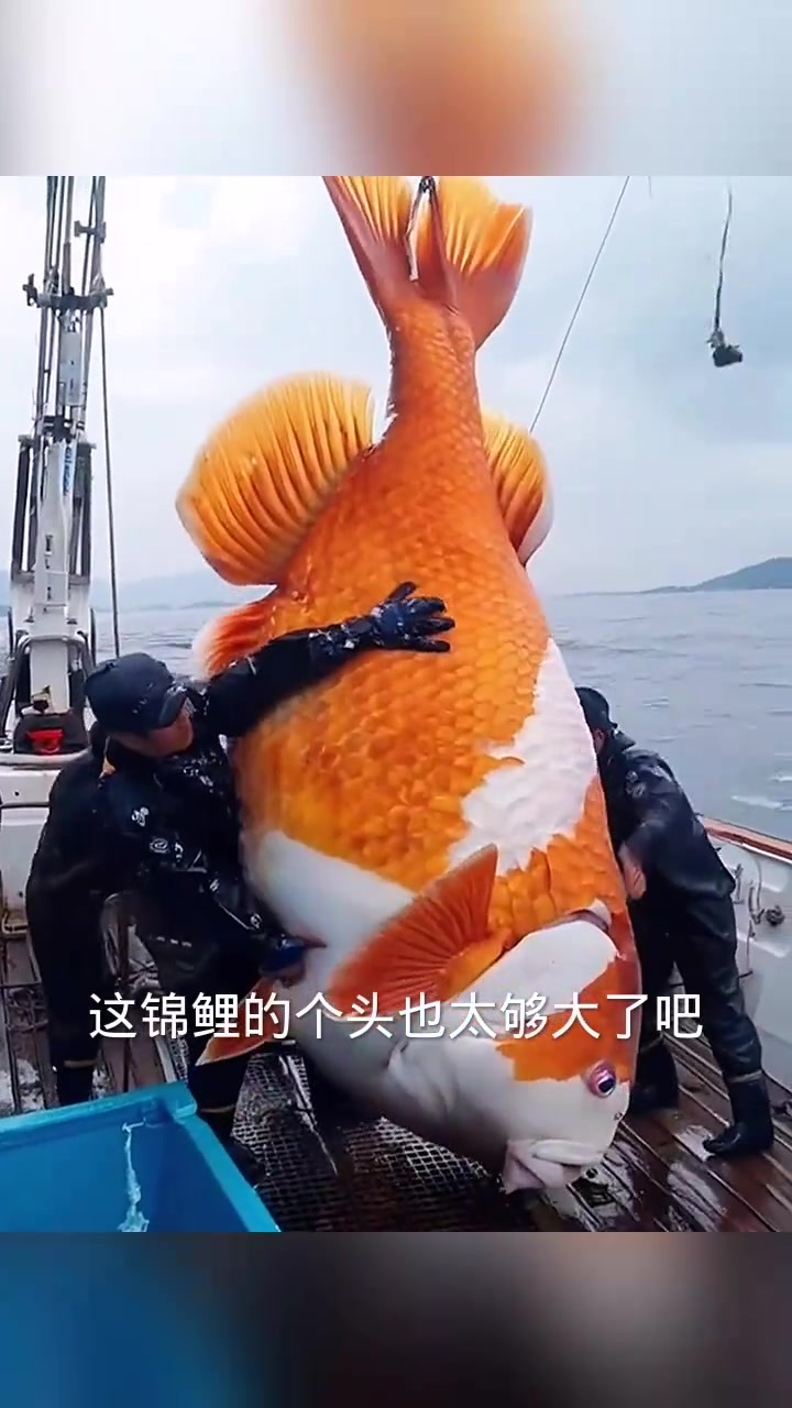 特大锦鲤鱼,会是真的吗!