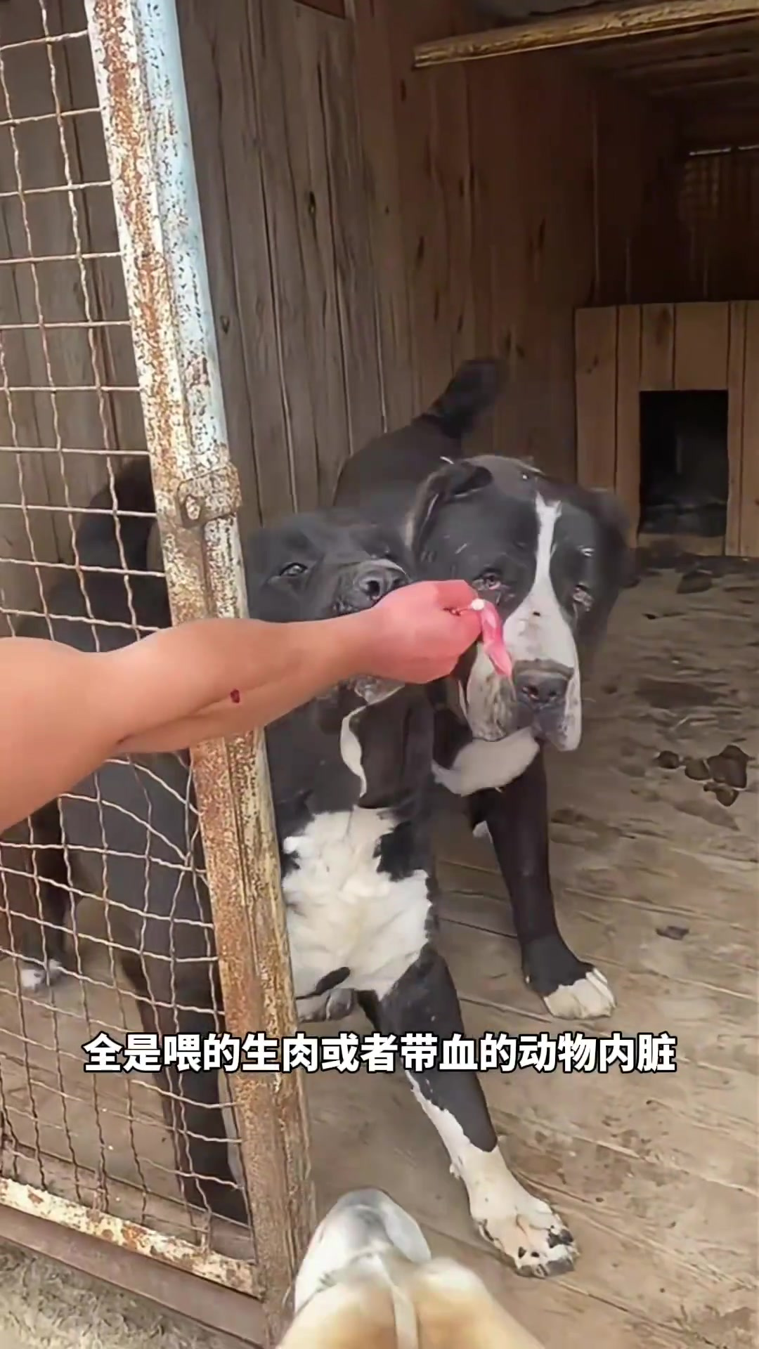 只喂狗狗吃生肉，这样狗狗野性会更大？