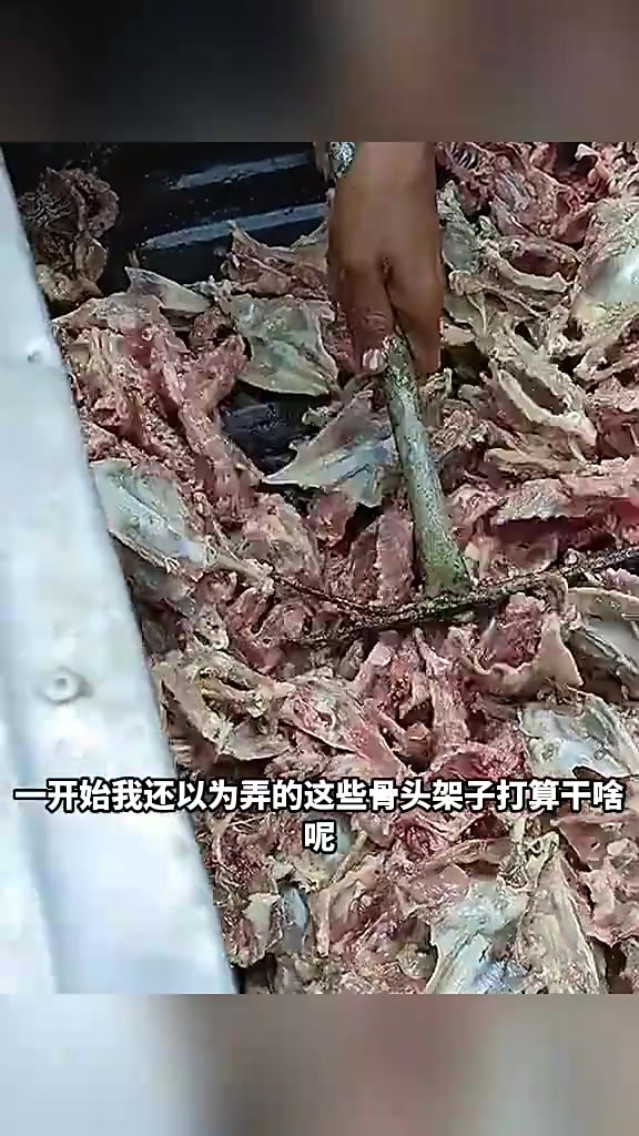 狗主人竟用肉酱喂鱼,二哈表情让人忍俊不禁