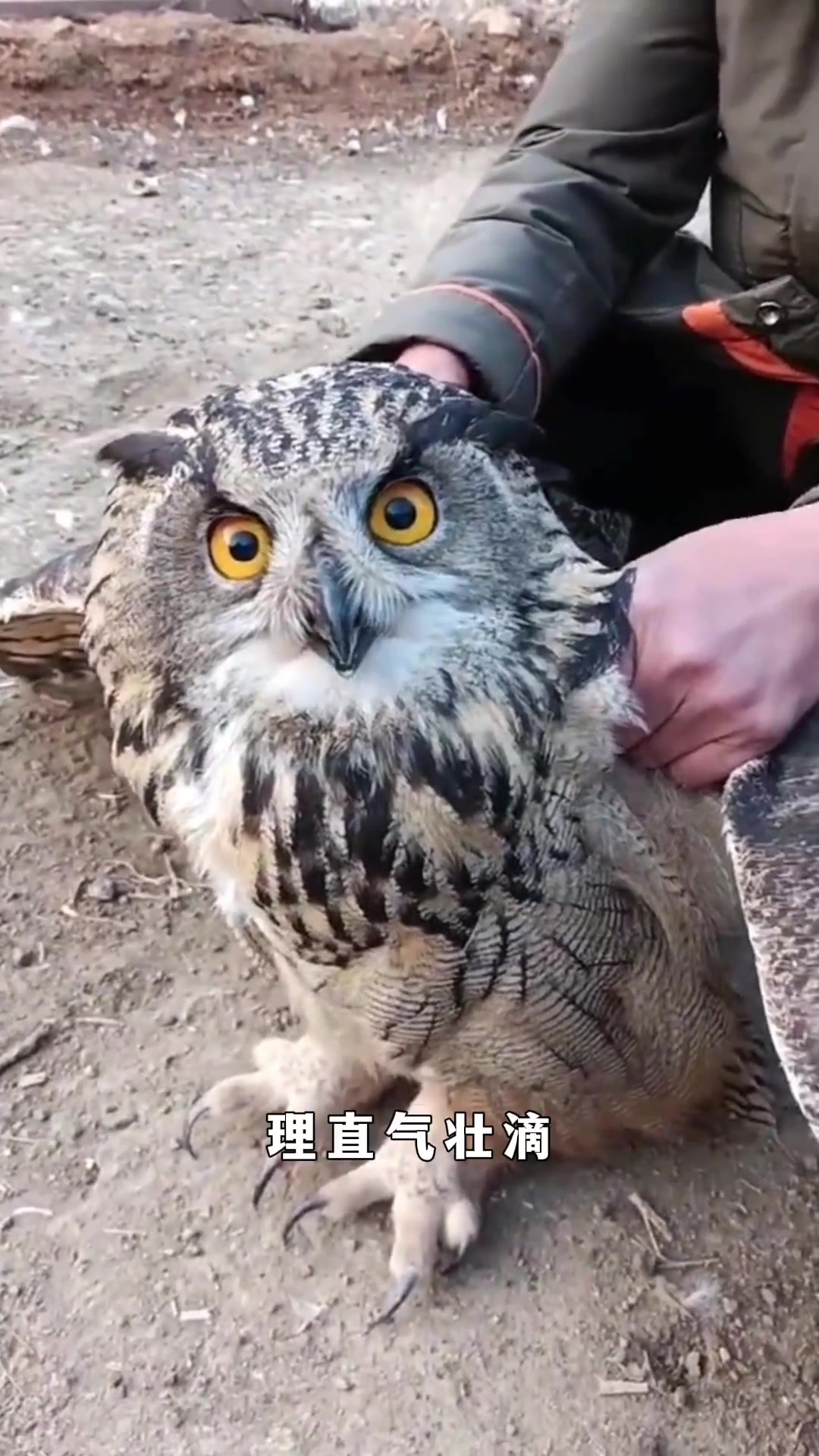 “谁动了我的炸鸡?吃货之间的幽默对话”