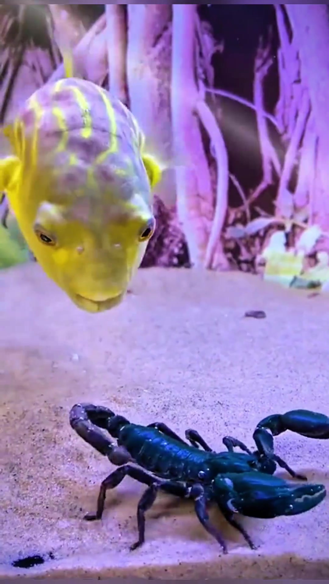 今天的美食选择:无毒小龙虾和蝎子大作战!