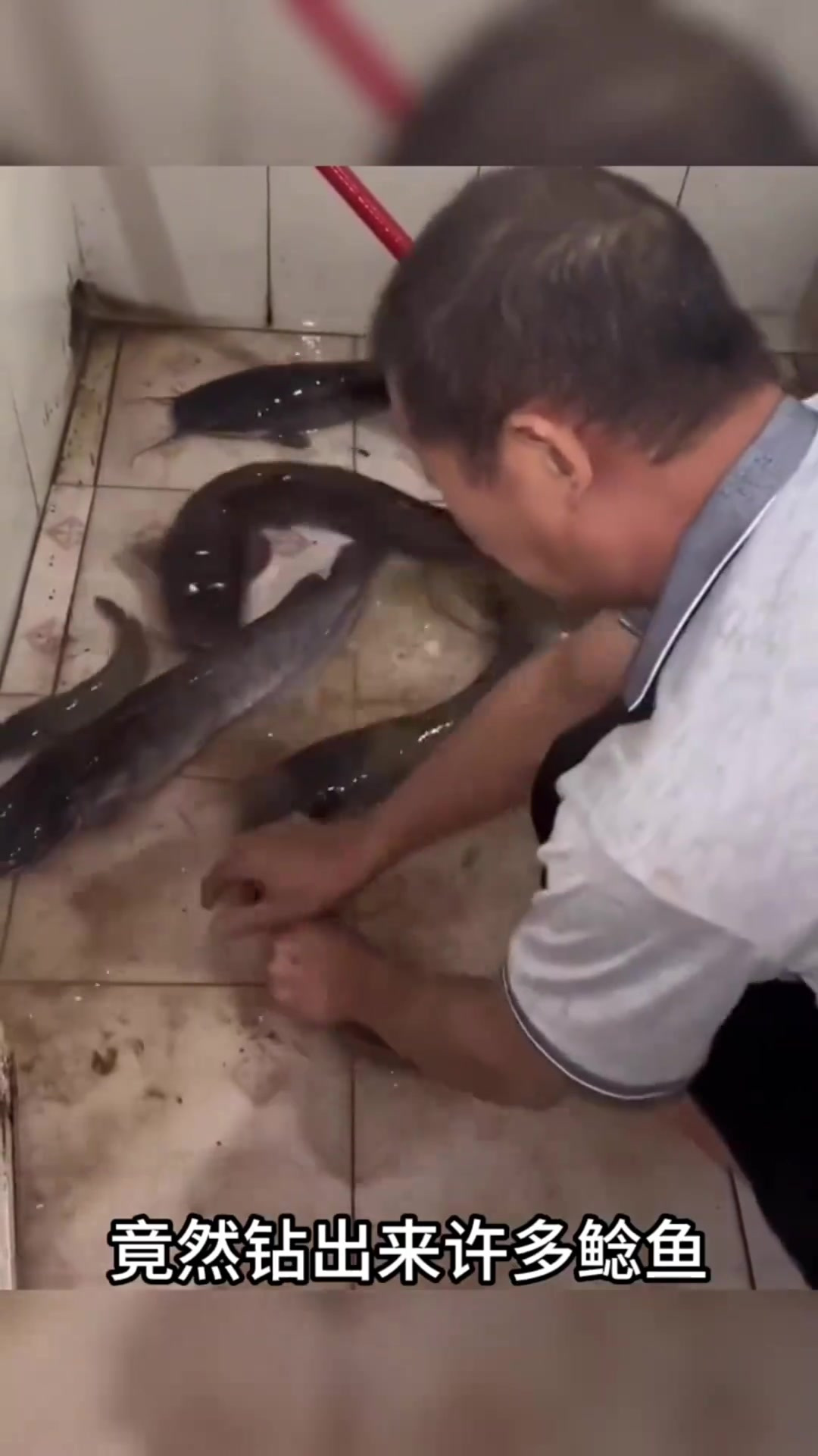 “家中厕所惊现众多鲶鱼,究竟能否食用?”