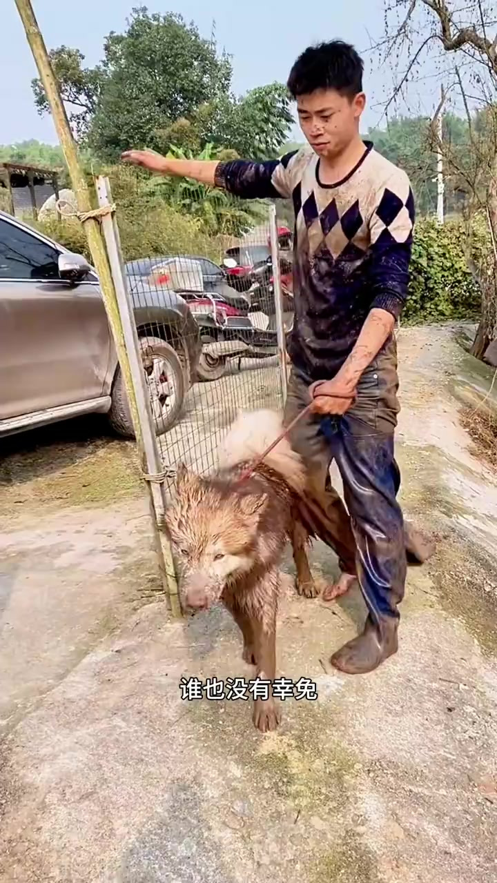 狗狗池塘追鸭子,主人追狗狗,这可热闹了