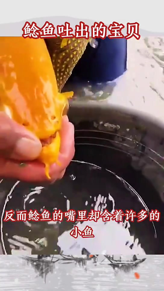 鲶鱼嘴里吐出的宝贝