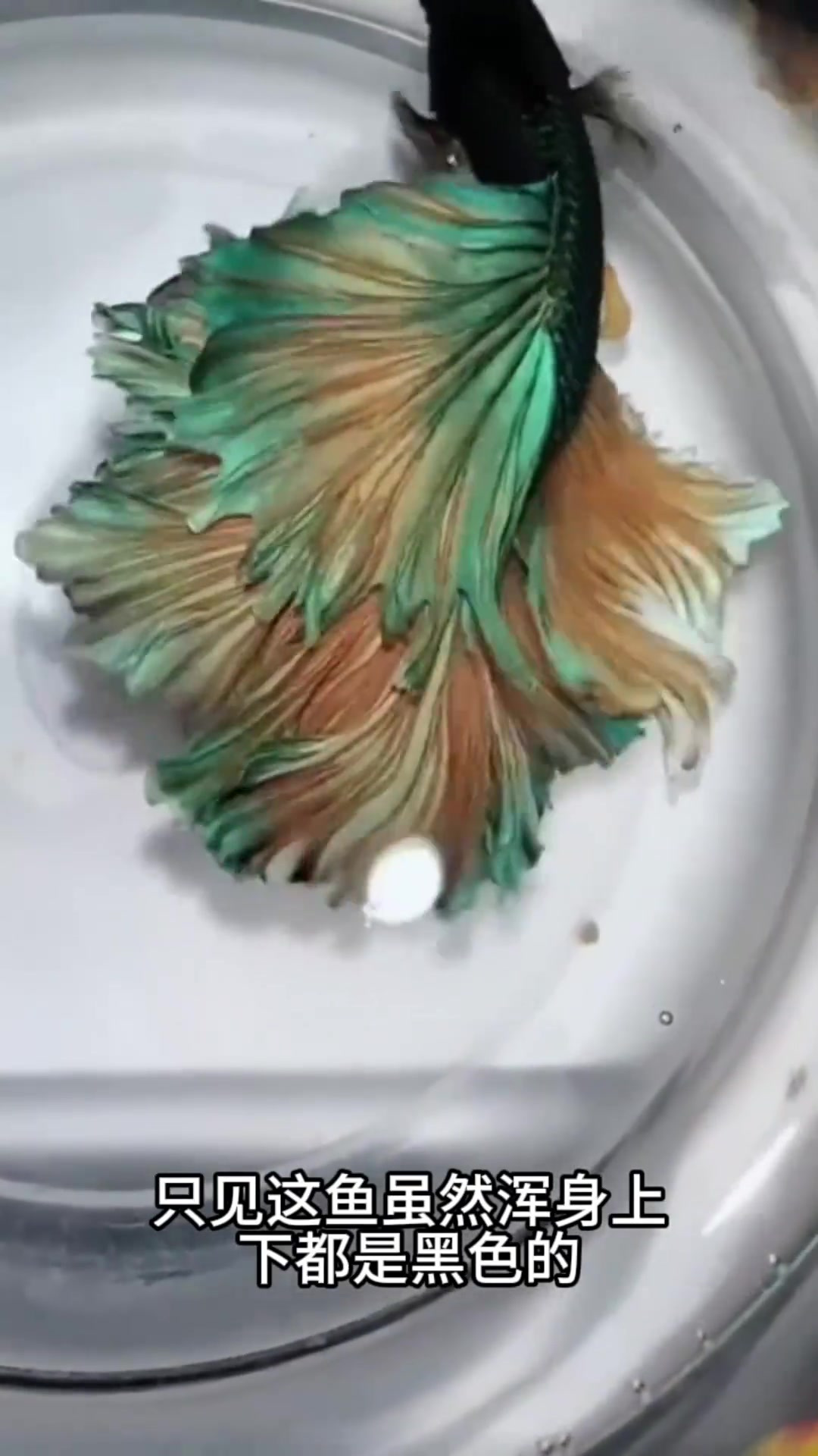 看着这鱼就犹如水墨画一般,真是太漂亮 (1)