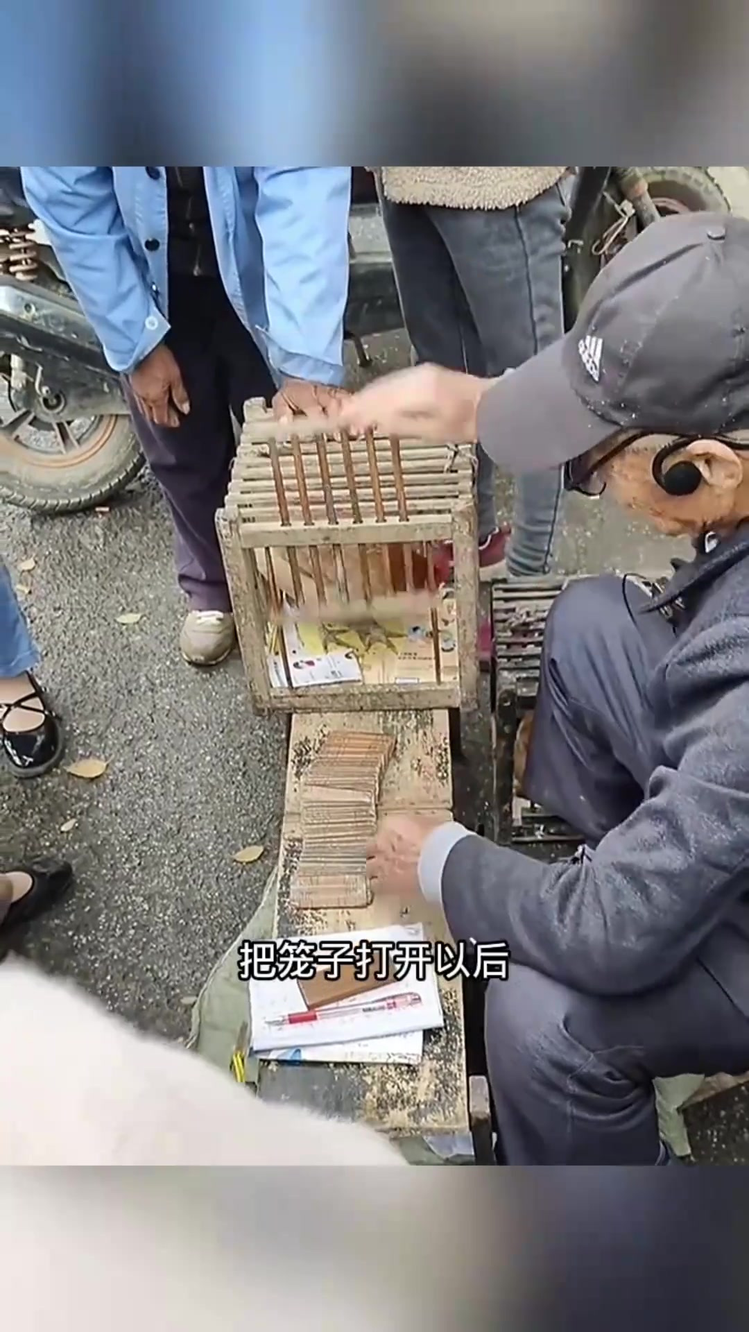 “神奇听话鸡:叼块大木头的搞笑瞬间”