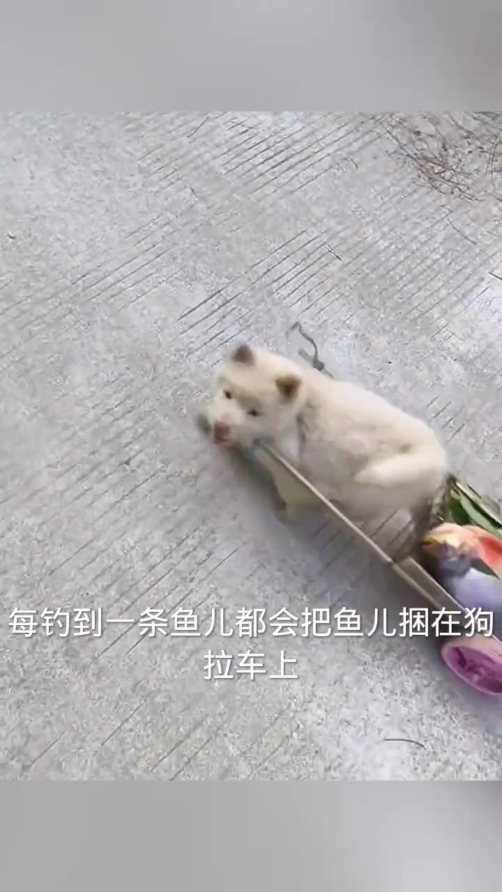 狗拉鱼车,勇敢小狗街头送鱼回家