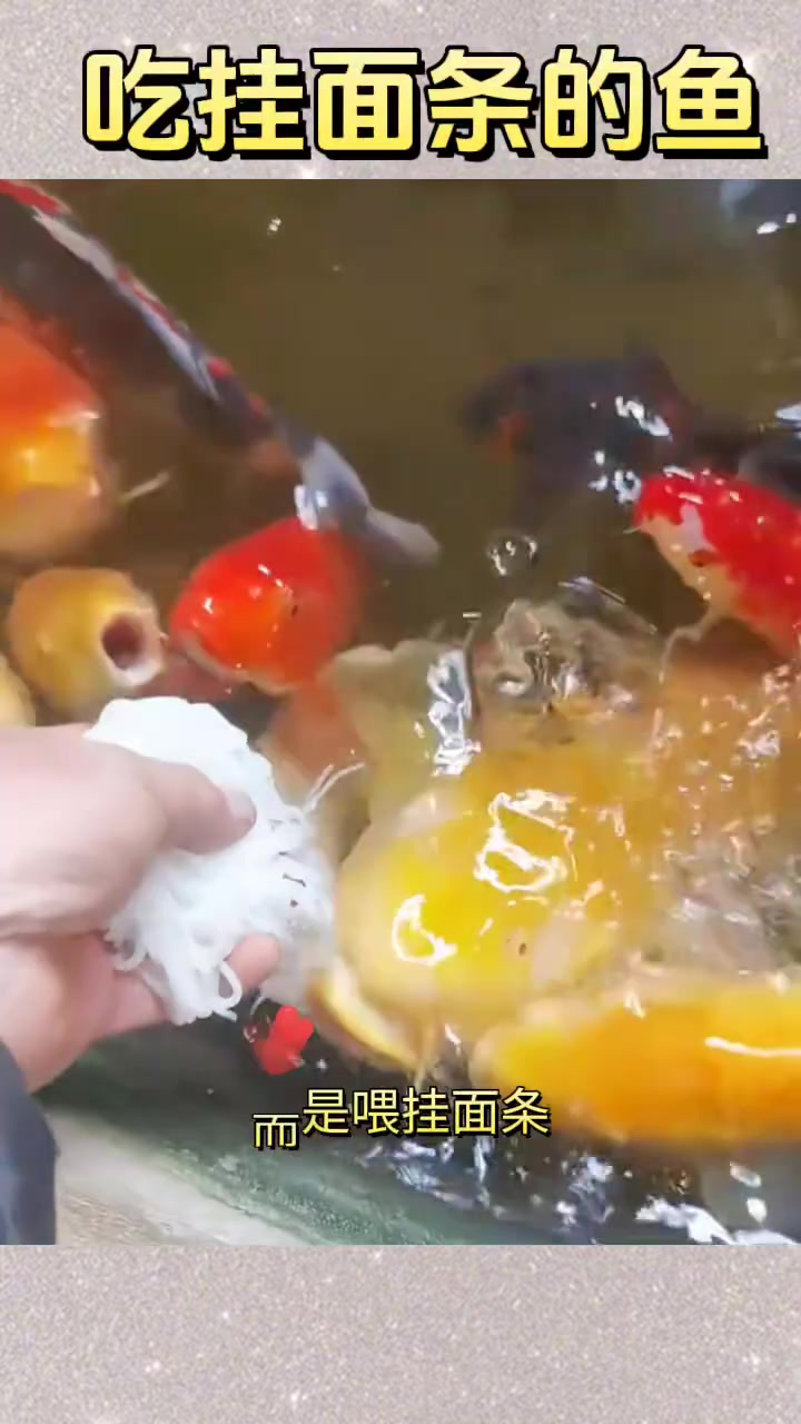 老表养的宠物鱼喜欢吃挂面条,引起关注