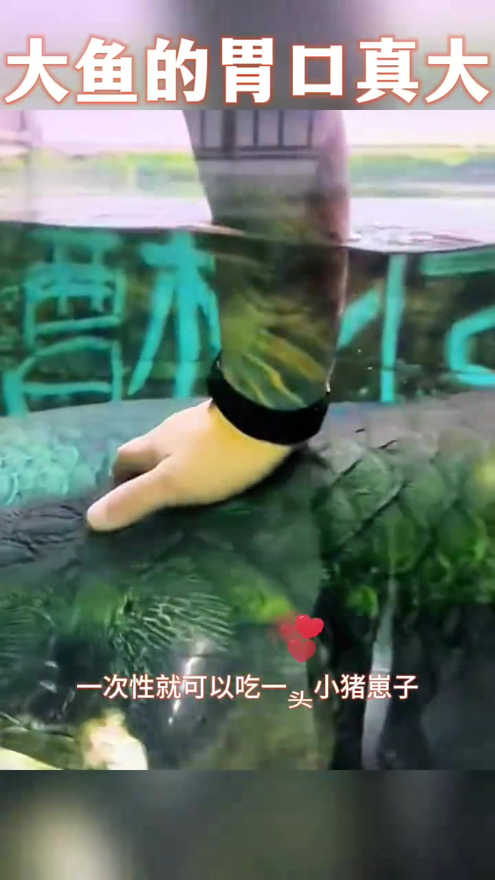 大鱼的胃口真大,这是什么品种