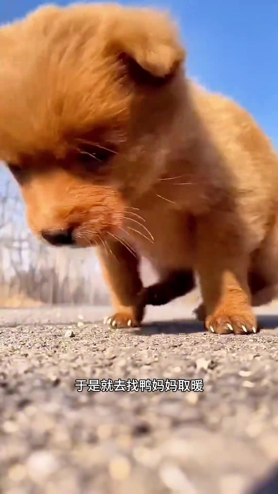 鸭妈妈温暖关怀,小狗感受亲情与幸福