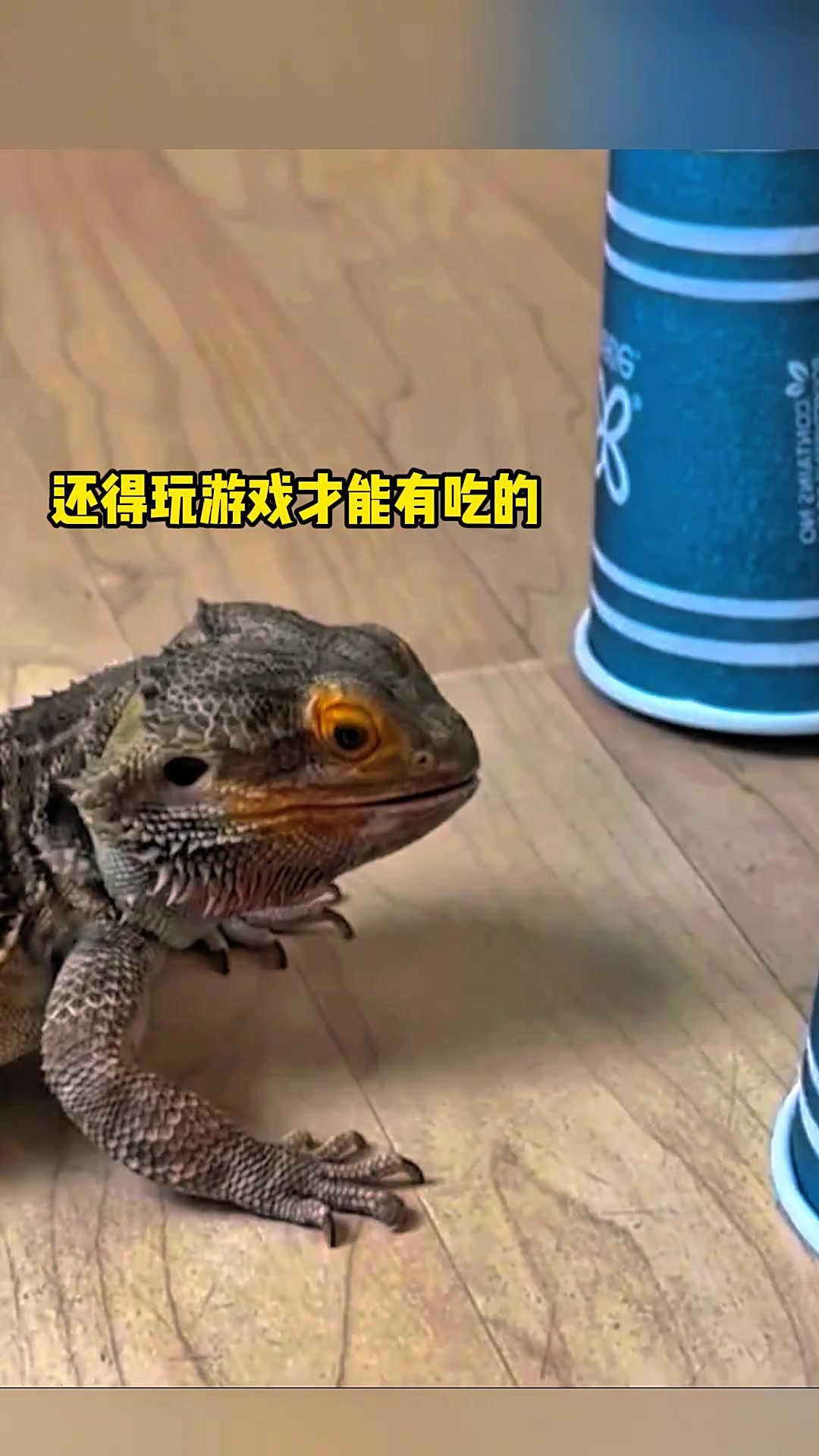 《面包虫杯中挑战:游戏中的宠物与美食的纠结》
