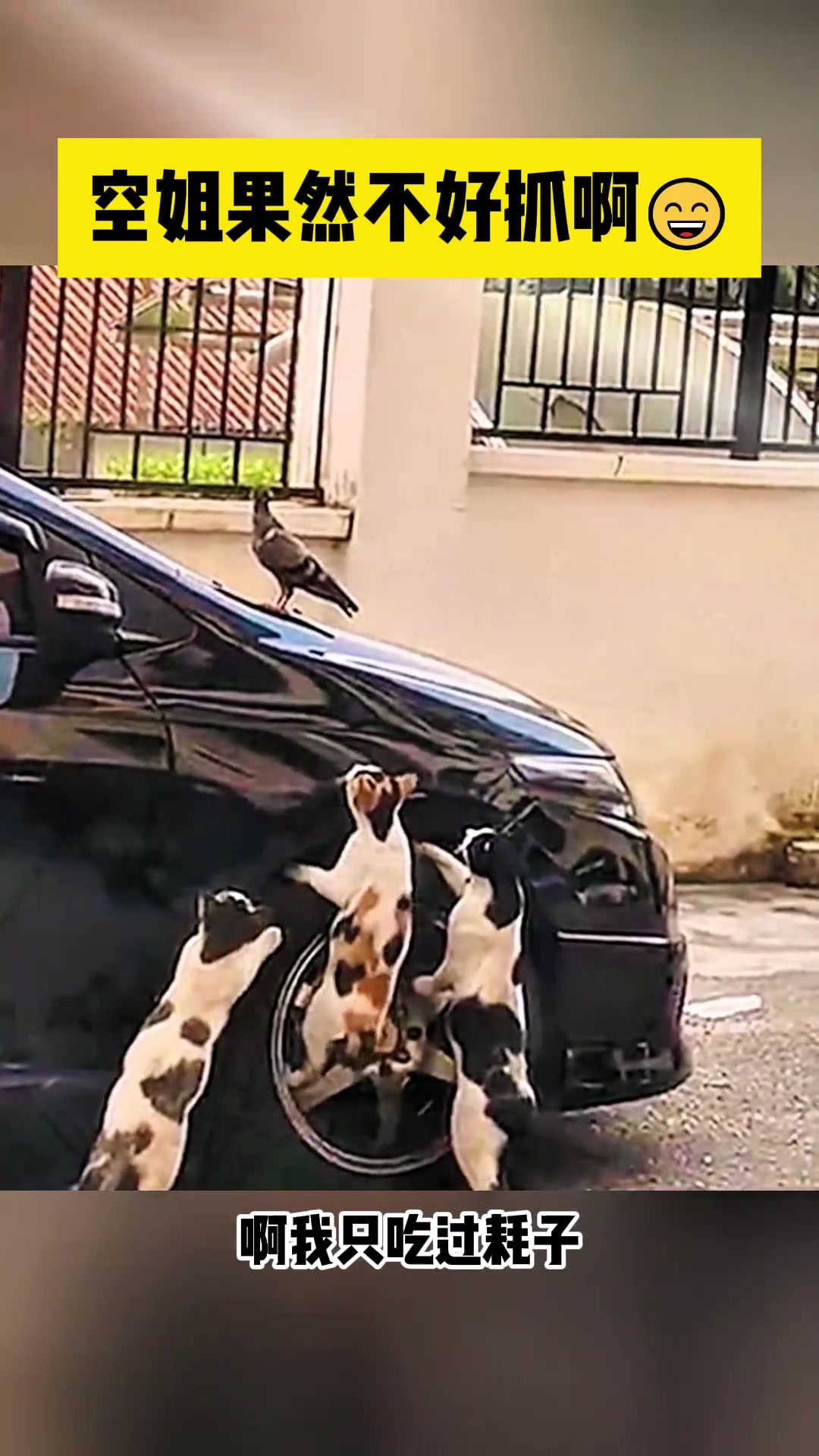 空姐比耗子好,心机与美食的搞笑对话