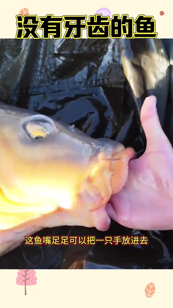 神秘厚嘴鱼现身,手能放进嘴里,真能无害?