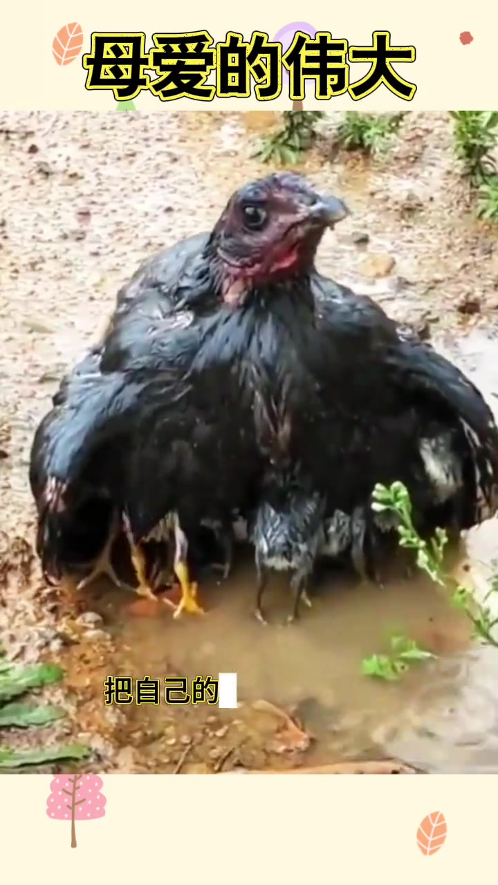 大雨中的母鸡护雏,伟大母爱的感人瞬间引发网友热议