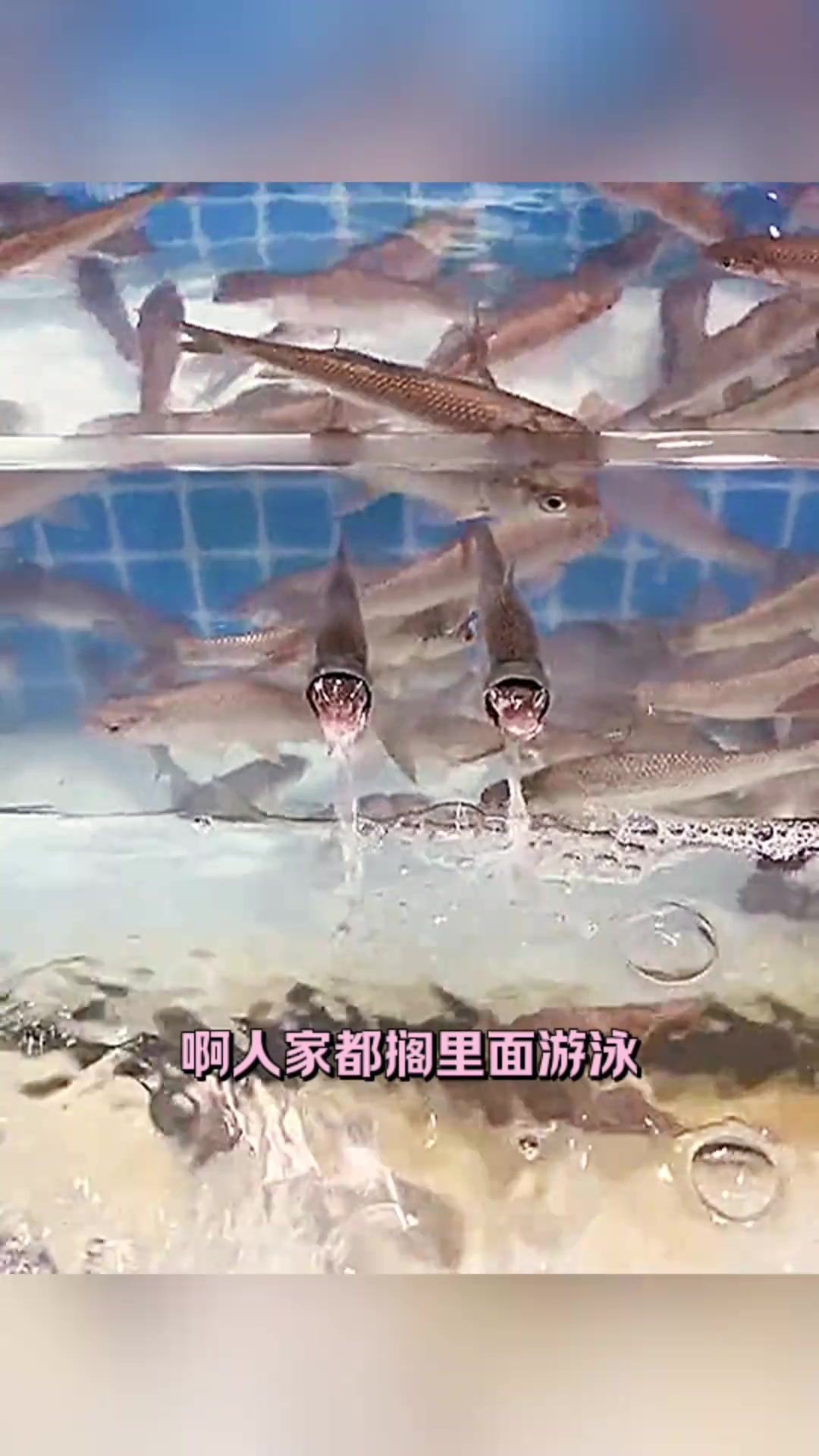奇特的两条鱼:在水中呼吸的独特现象与造型解析