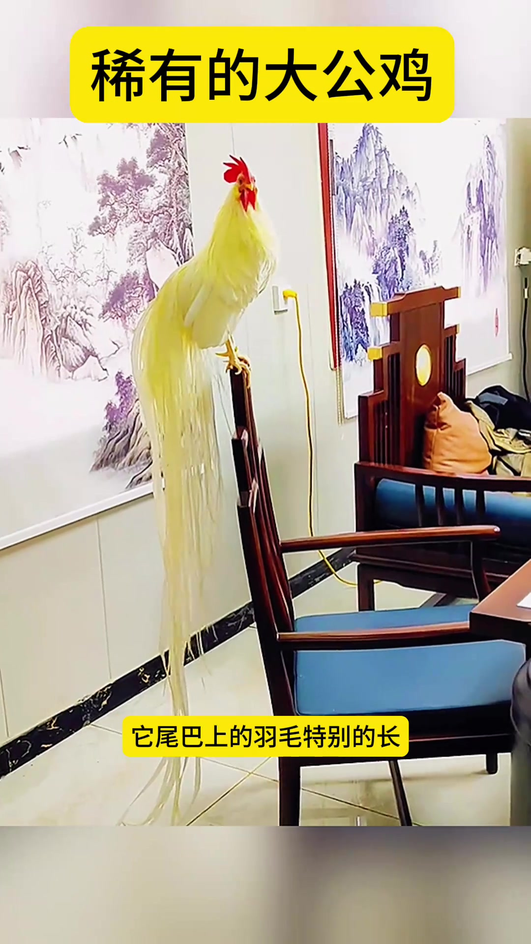 稀有美丽大公鸡如凤凰般外貌,男子将其视为宠物饲养