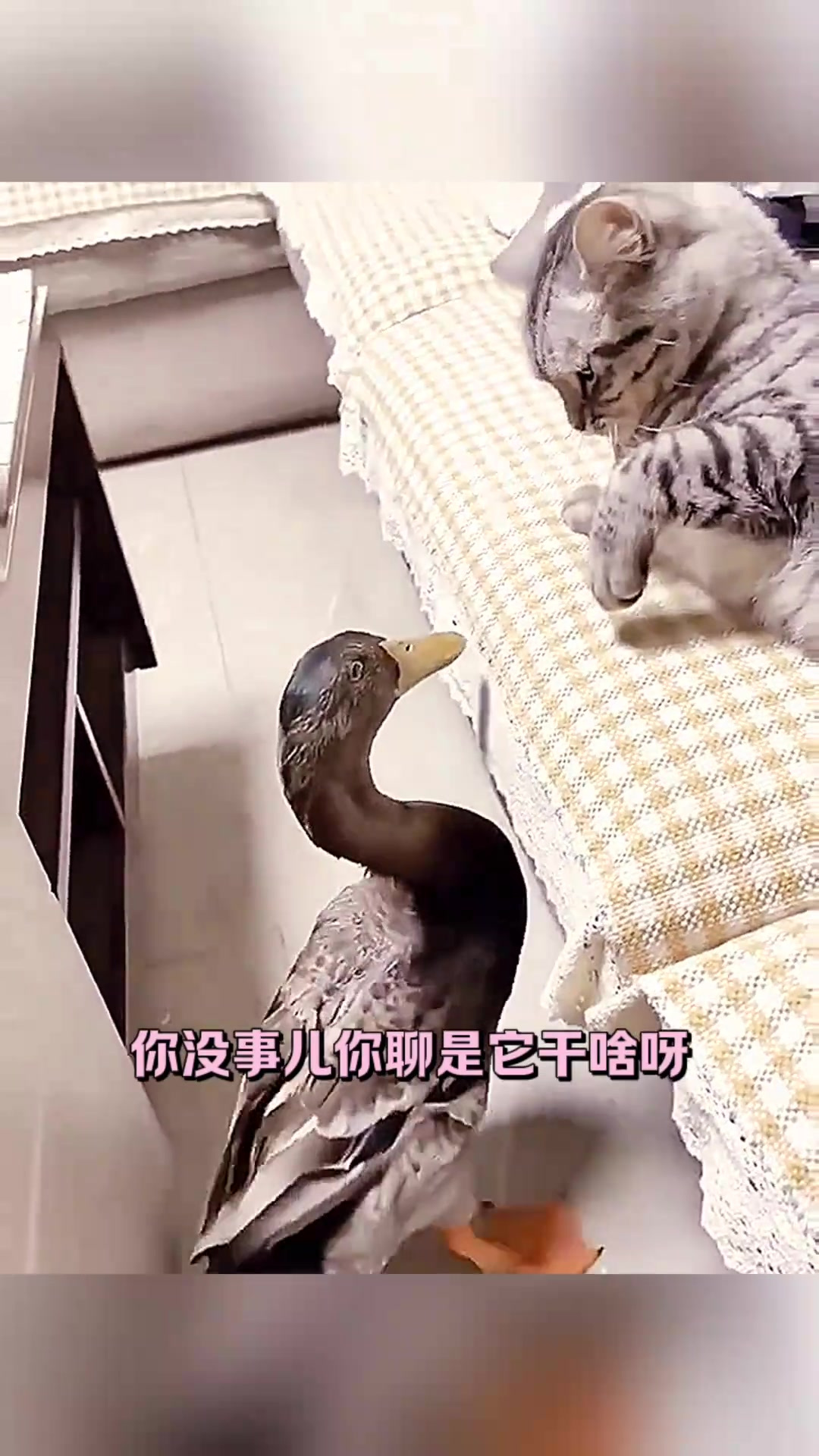 《搞笑对话:铁锅炖猫咪的奇葩讨论》