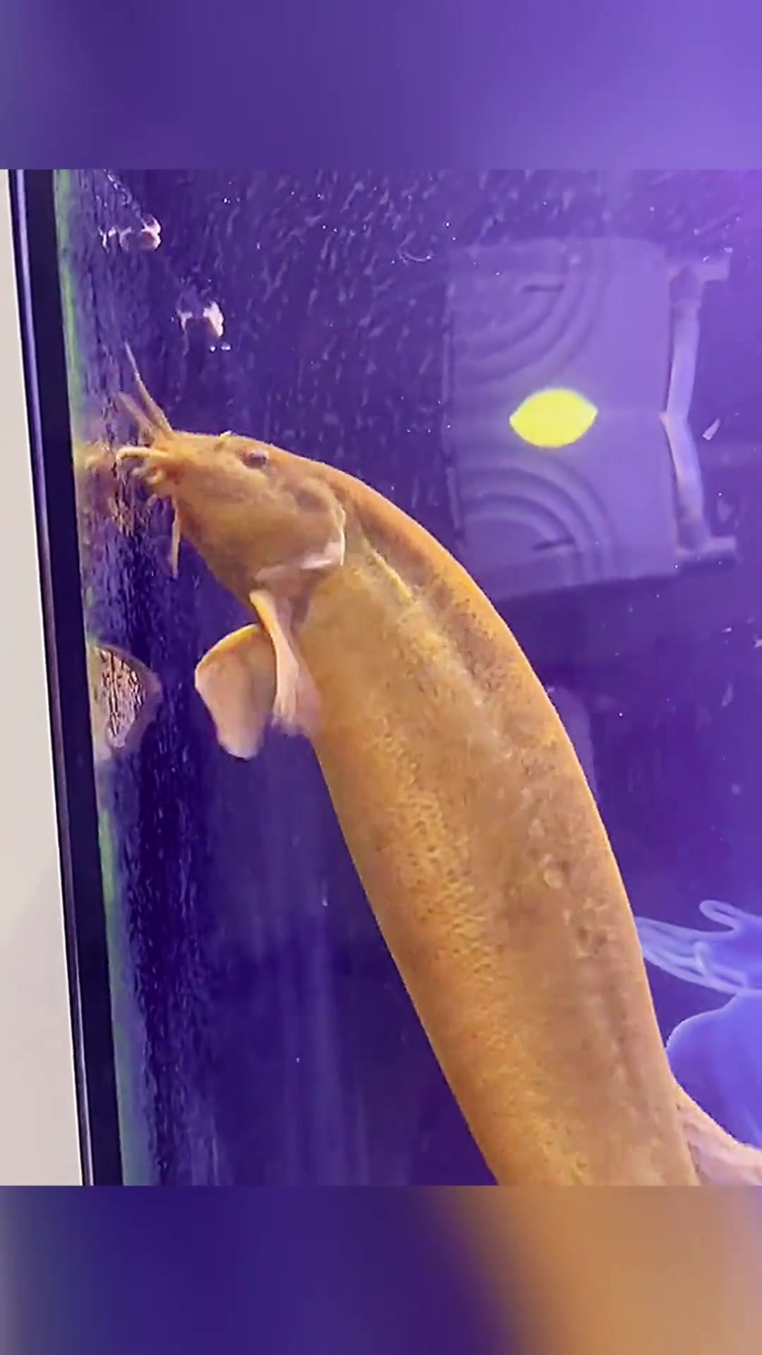 十万买金龙鱼,鳞片缺失引发担忧,老板解释需时间成长